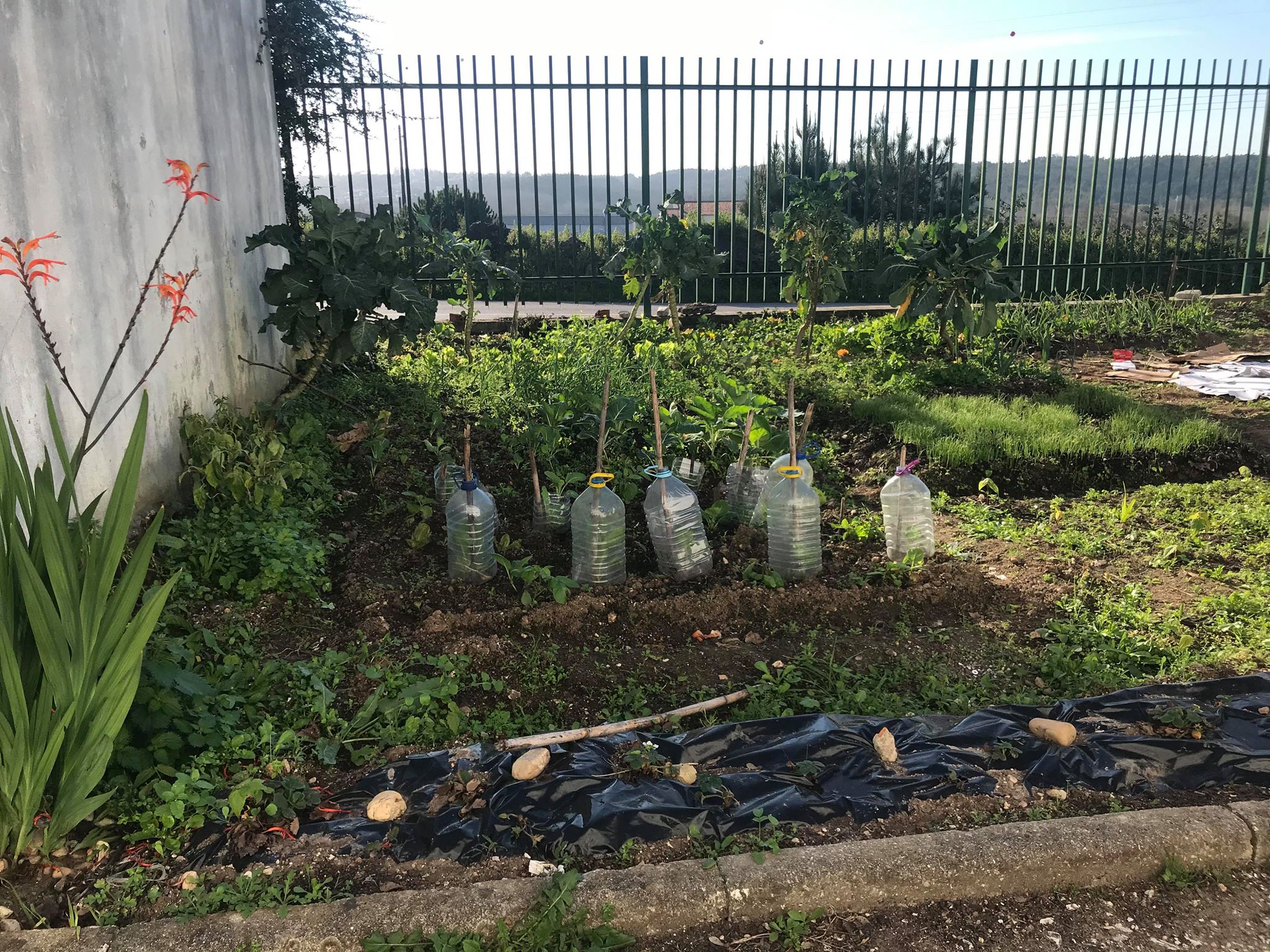 Horta dos alunos do 11ºB
