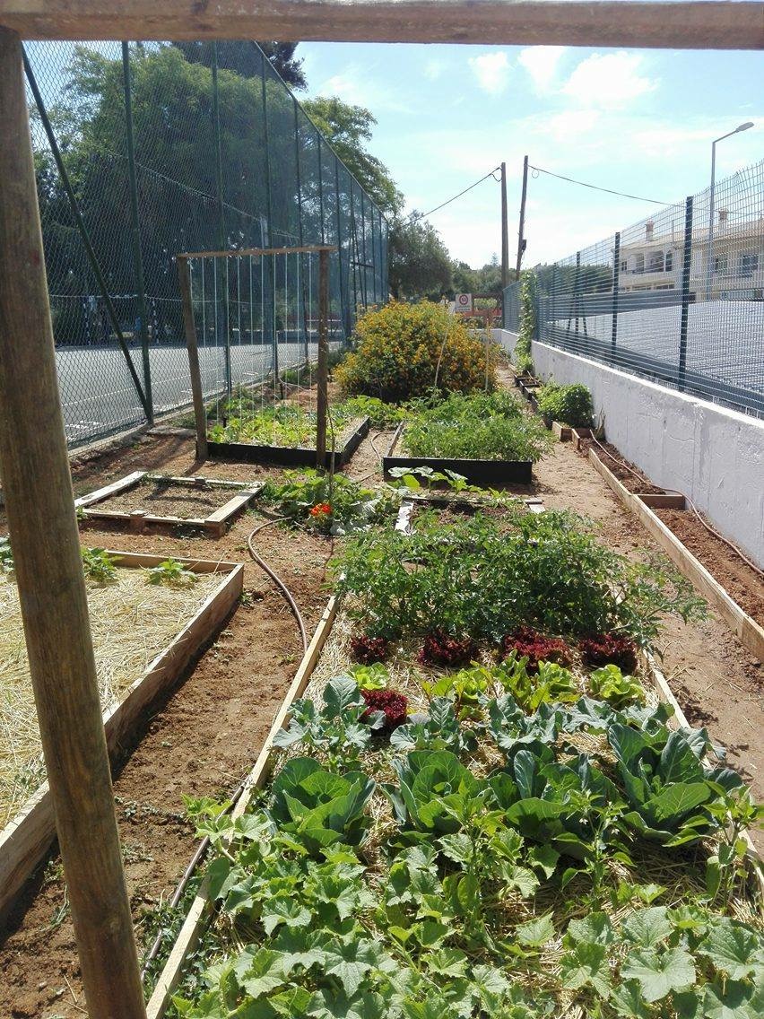 Crescimento das plantas nos vários canteiros.