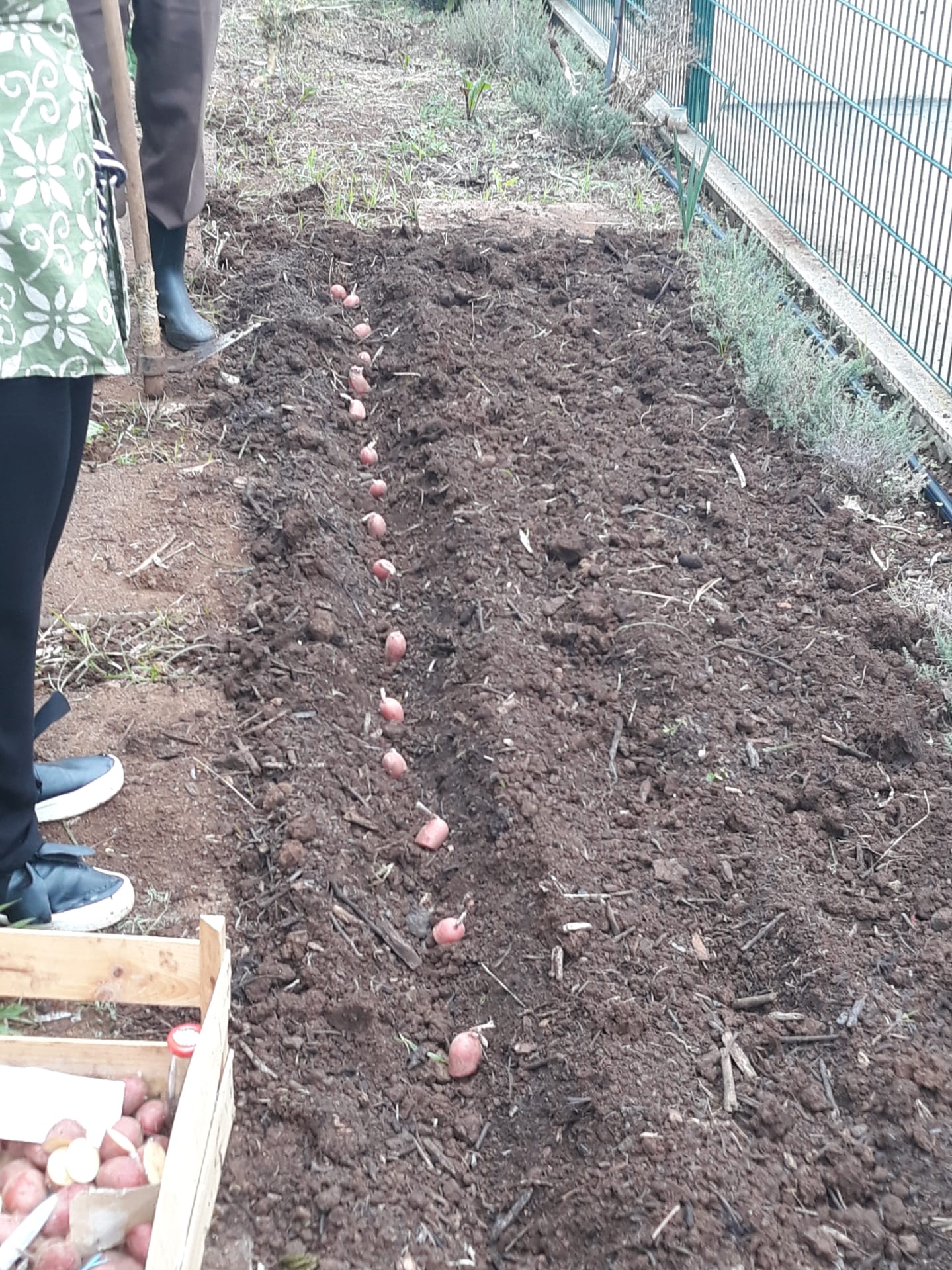 Abertura de valas para a plantação de batatas.