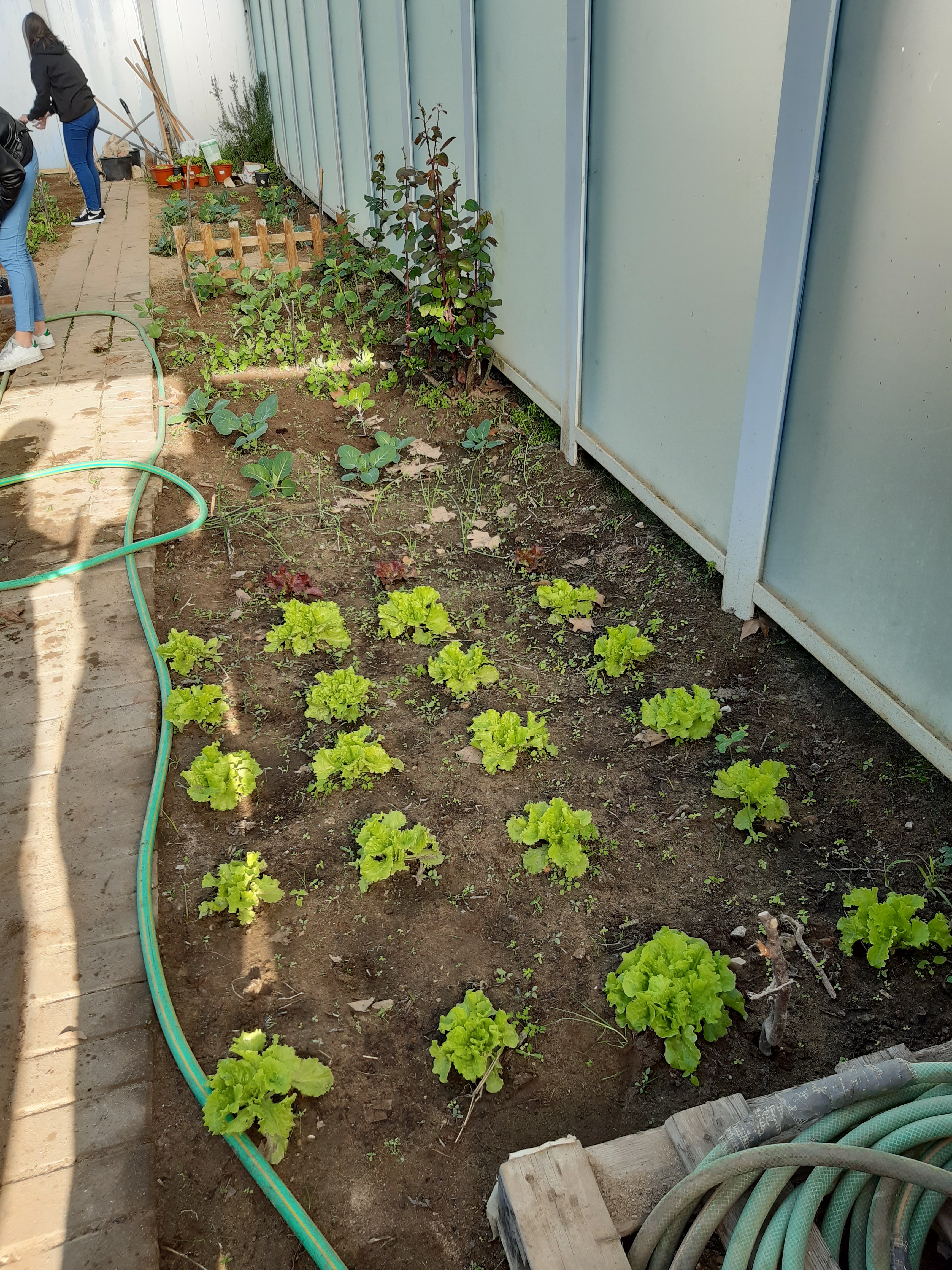 Desenvolvimento das hortícolas (Alfaces) adubado com moliço (prática ancestral da zona de Ílhavo).
