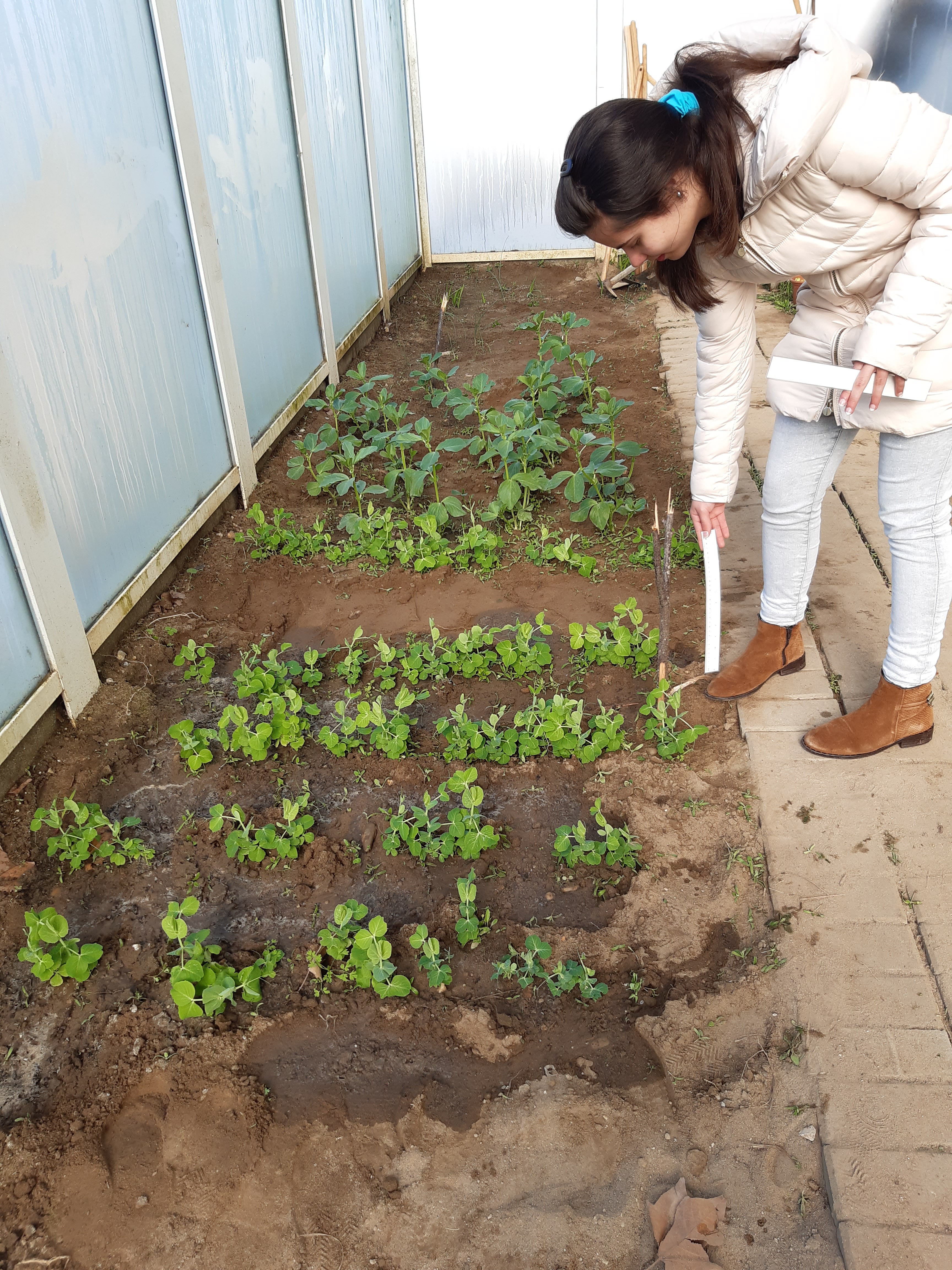 Desenvolvimento das hortícolas (Alfaces, couves, cebola, favas e ervilhas)