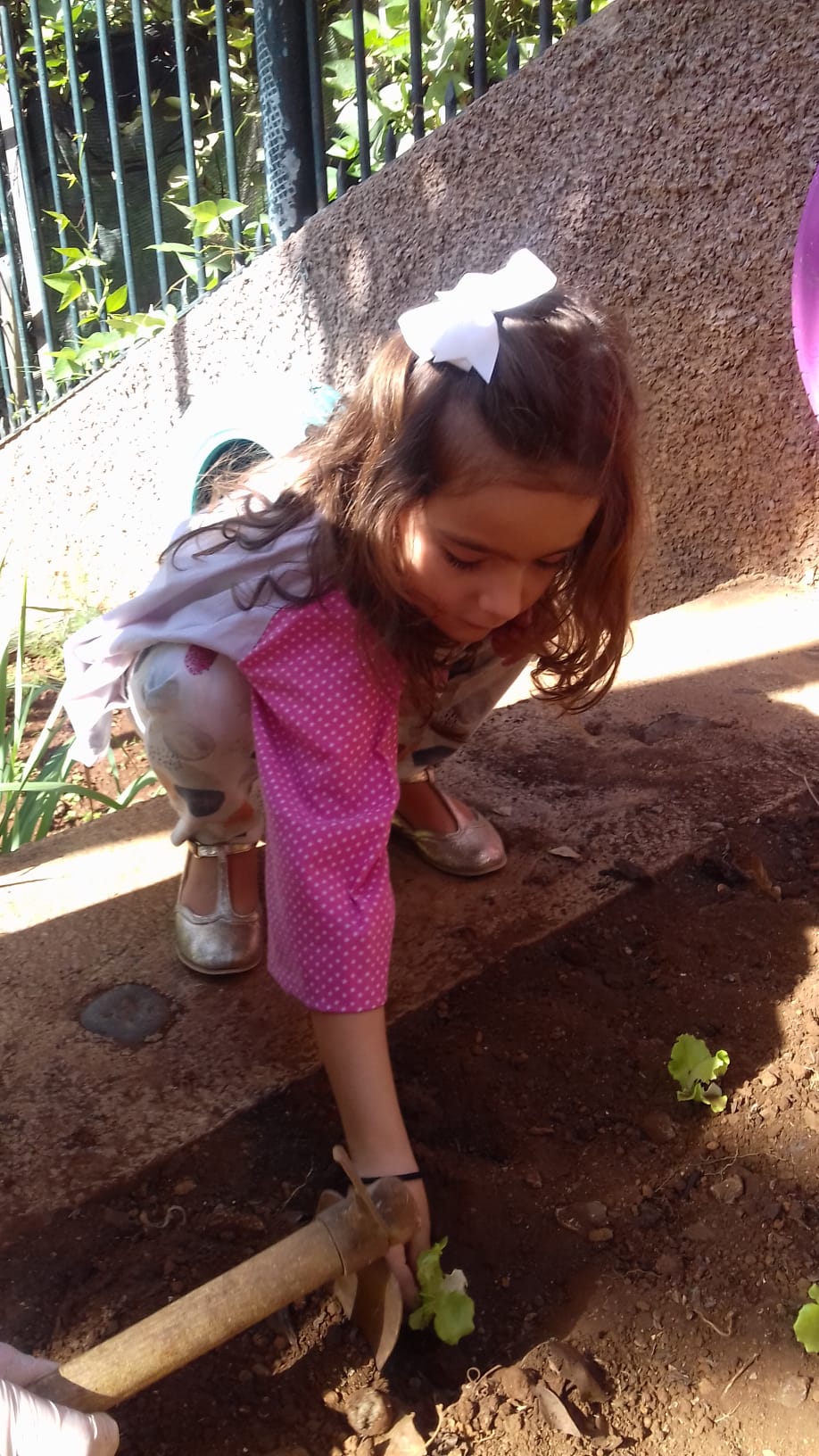 Plantando alfaces!