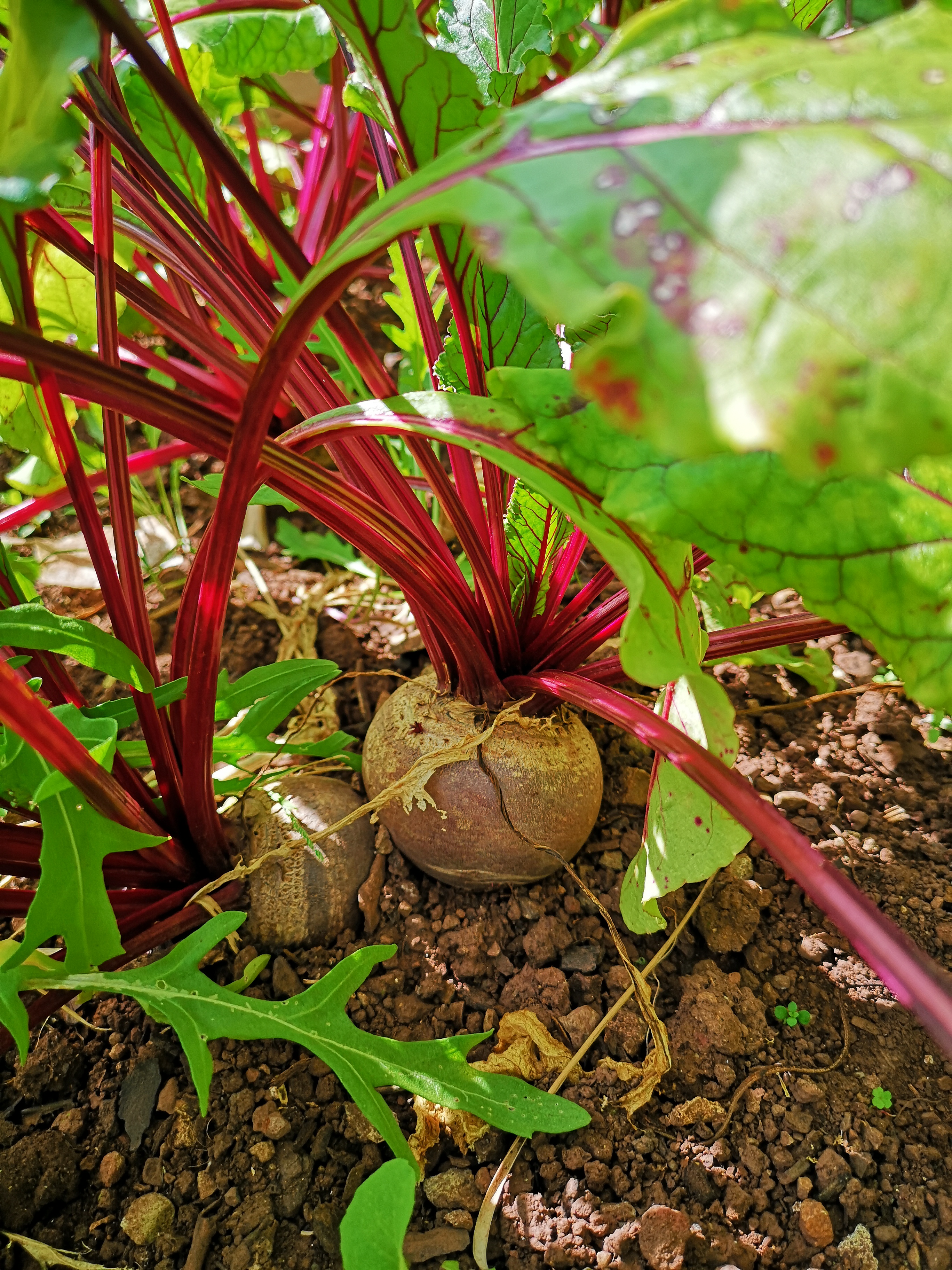 Beterrabas da horta bio em crescimento