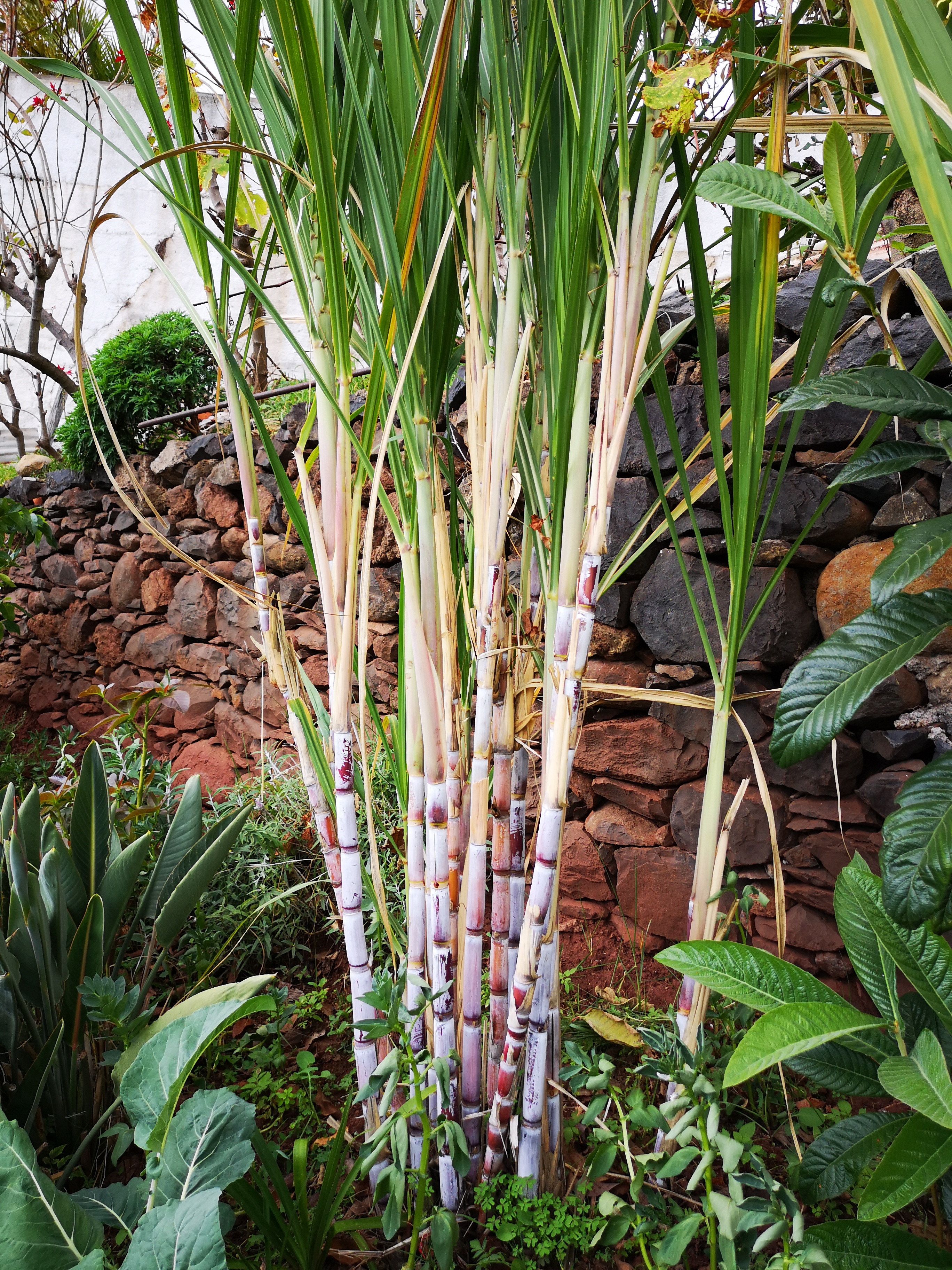 Cana de açúcar
