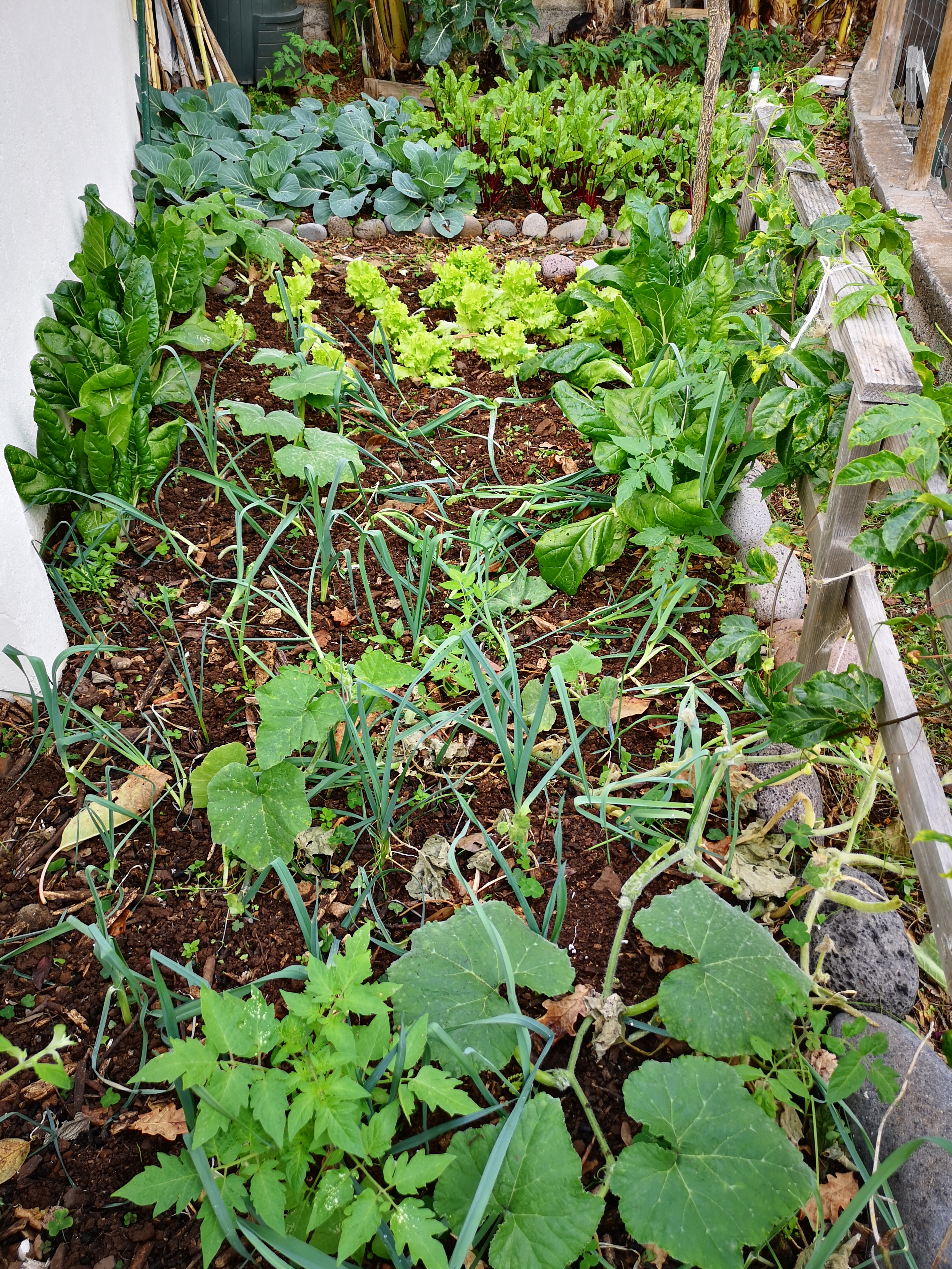 Variedades de hortícolas