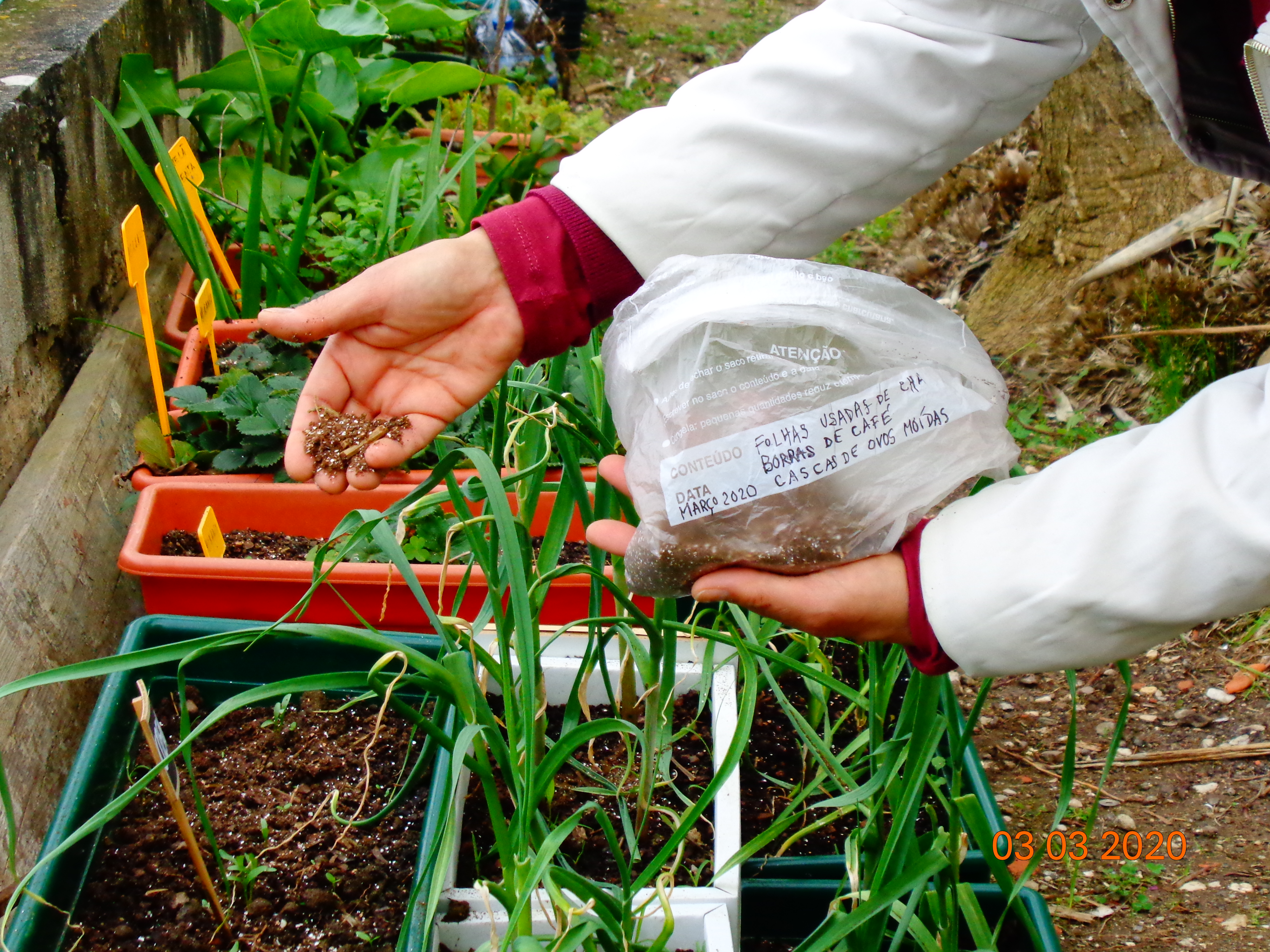 No dia 3 de março foi colocado adubo caseiro sobre as plantas da ¨horta bio¨, constituído por terra, borras de café, cascas de ovo trituradas e  folhas de chá usadas. Surgiram alguns caracóis e lesmas que se afastaram do local e as plantas cresceram.