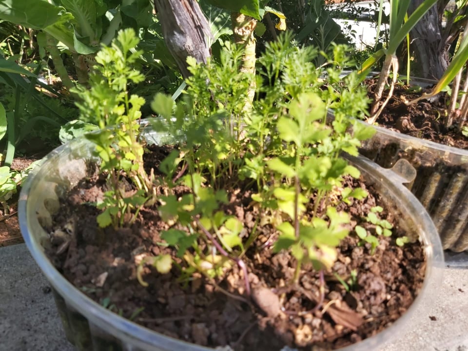 Plantação de pimentão e salsa