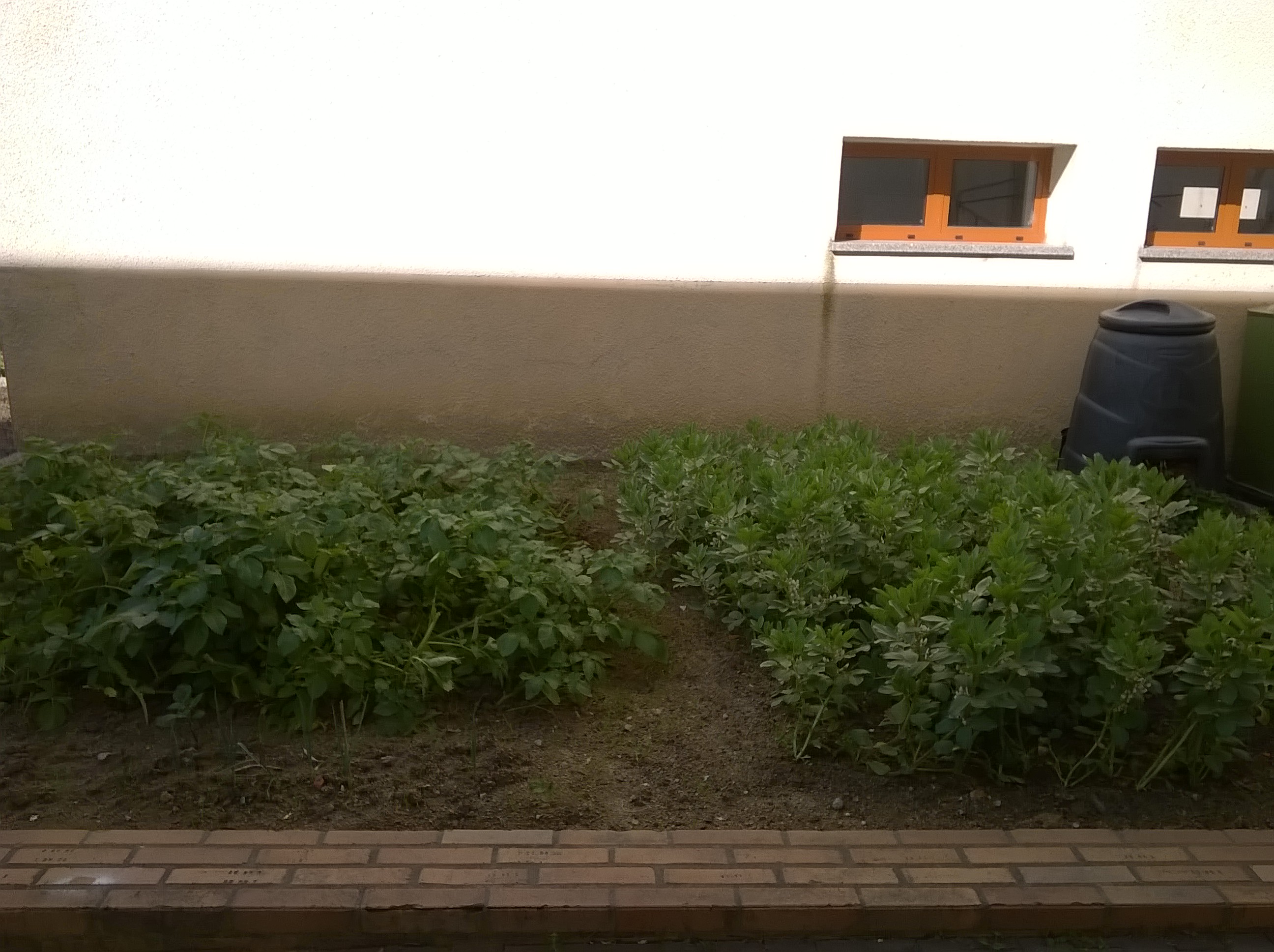 Batateiras e favas continuam a crescer; Também temos uma linha de alho-francês.