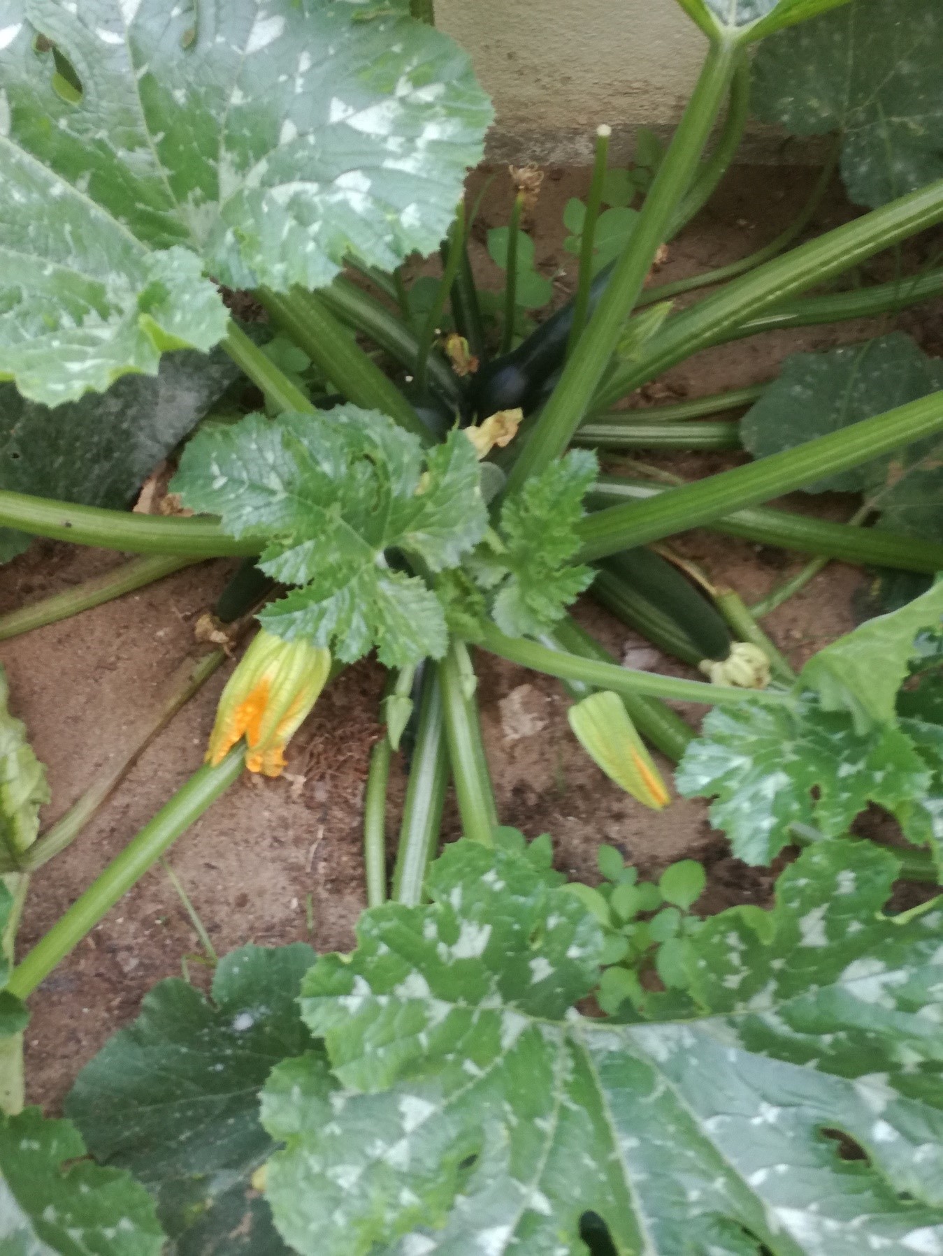 Curgete em floração e seus frutos.
