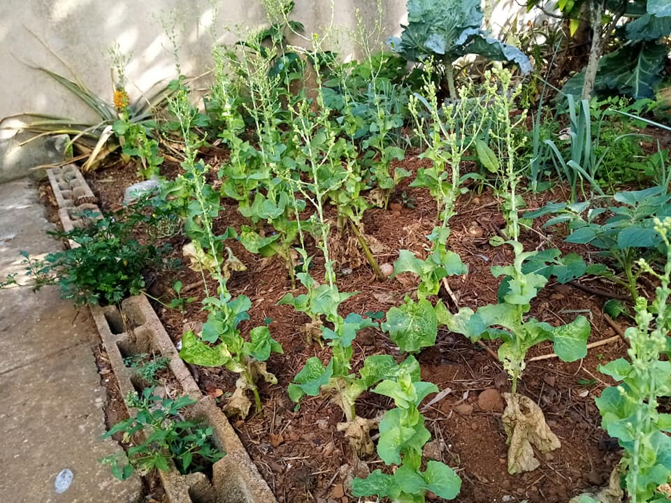 Sementes das alfaces prontas a recolher para plantar novamente.