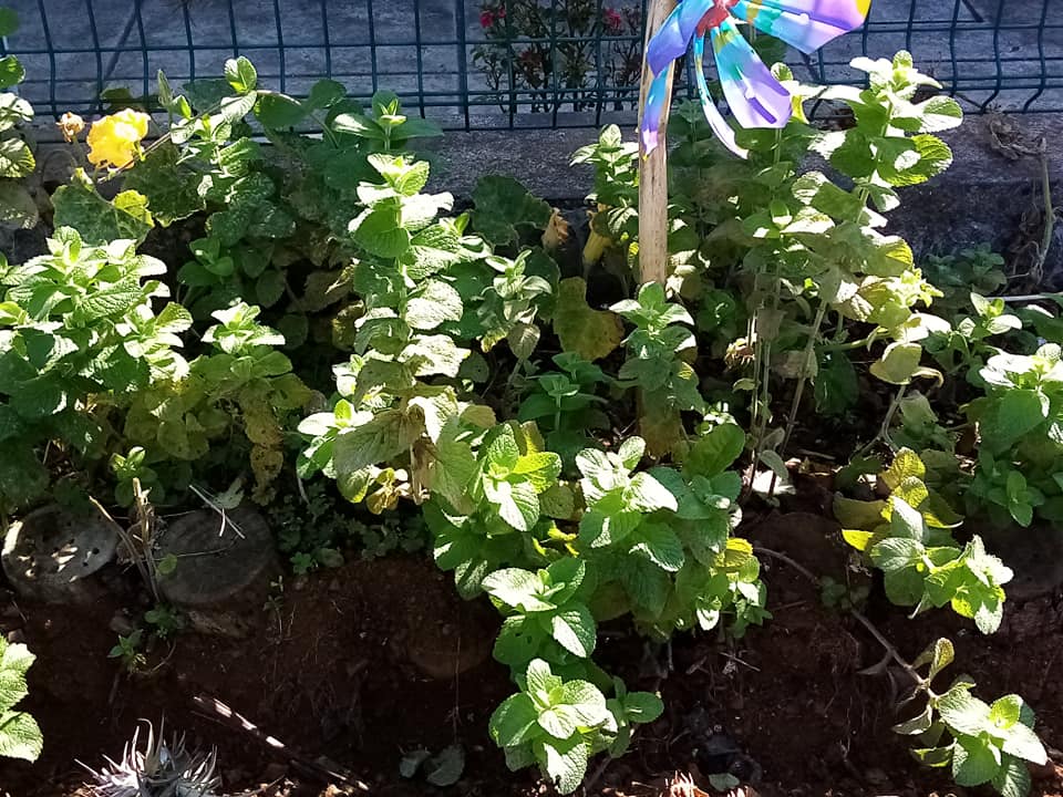 Espinafres