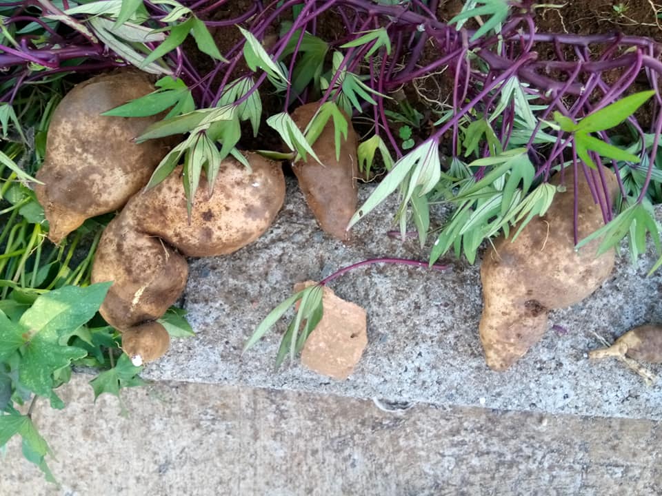 Batata doce recolhida.