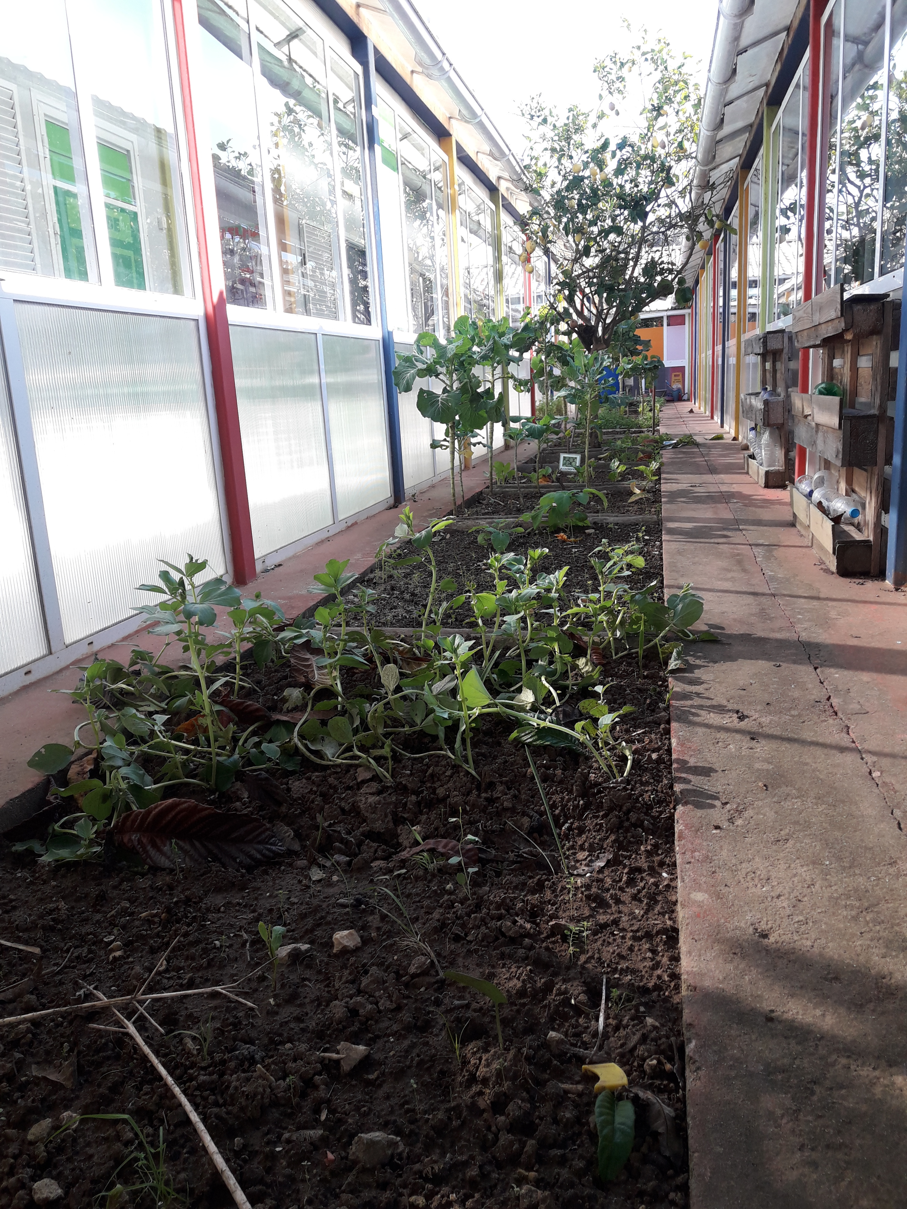 Canteiros ainda com alguns legumes. Canteiros ainda sem serem sachados e preparados para a nova fase de cultivo.