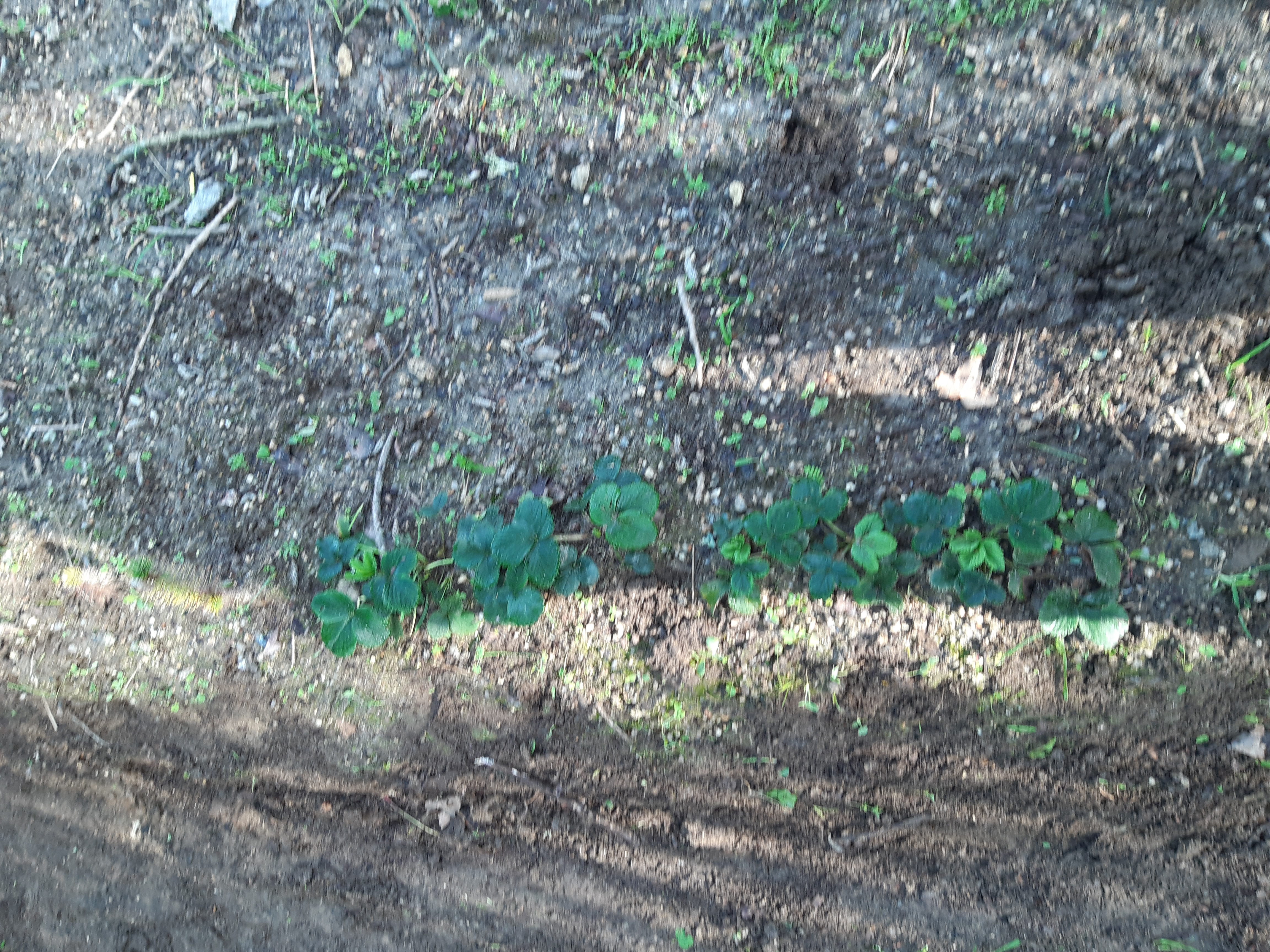 Plantação de morangos
