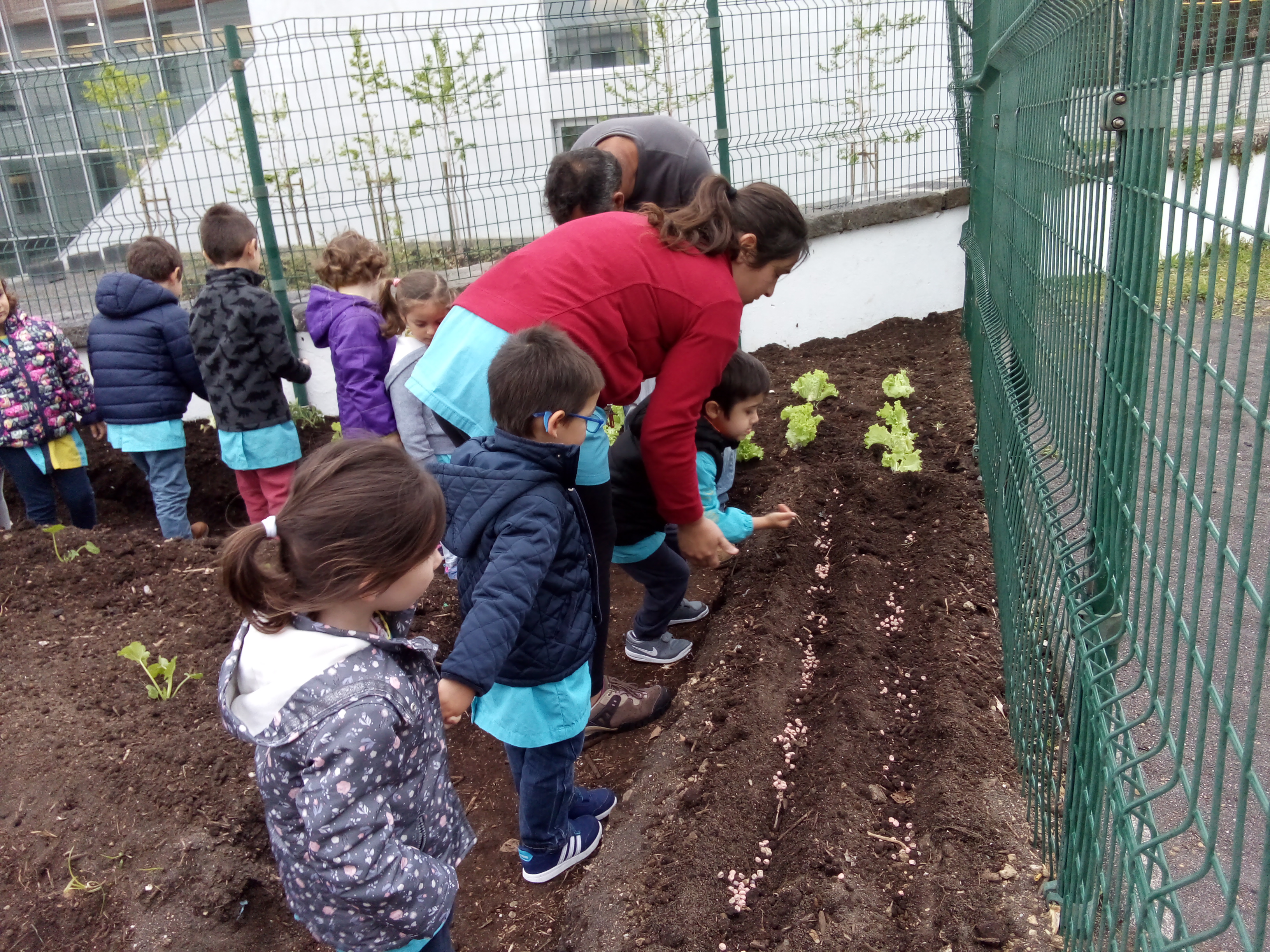 As crianças a semearem ervilhas