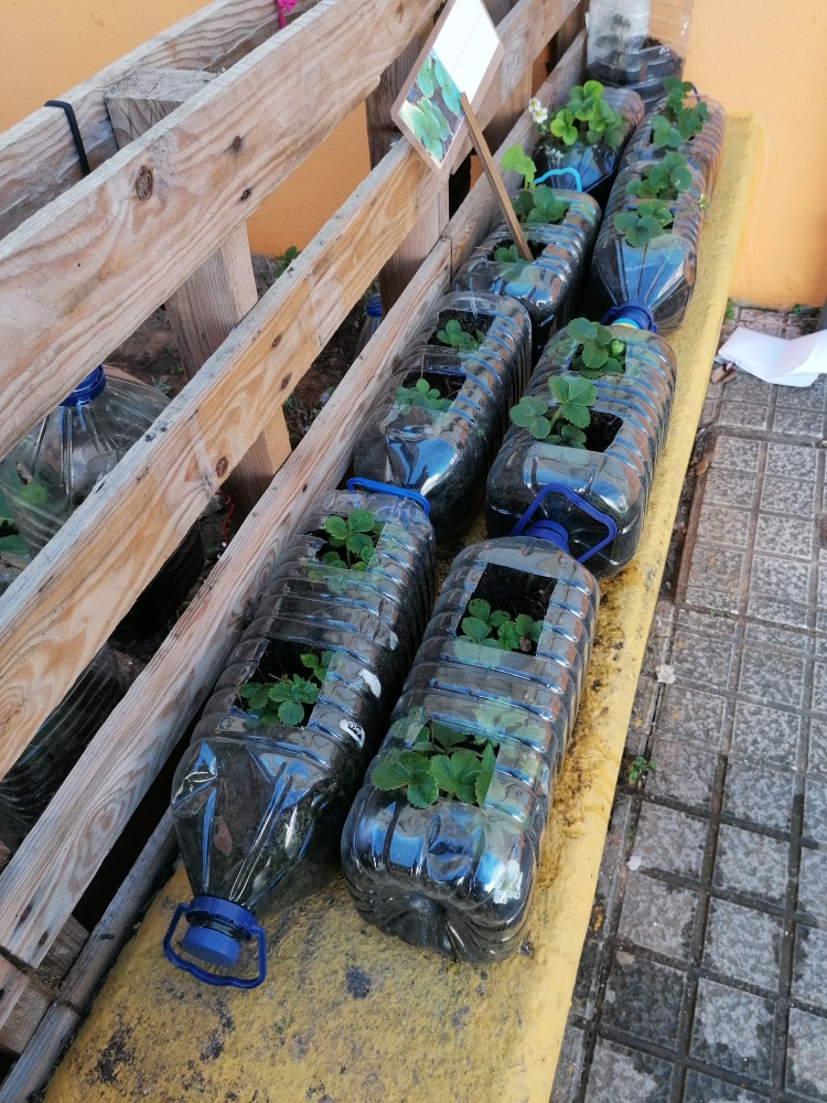 Morangueiros!...
Reutilizámos os garrafões de água e fizémos uma plantação de morangueiros.