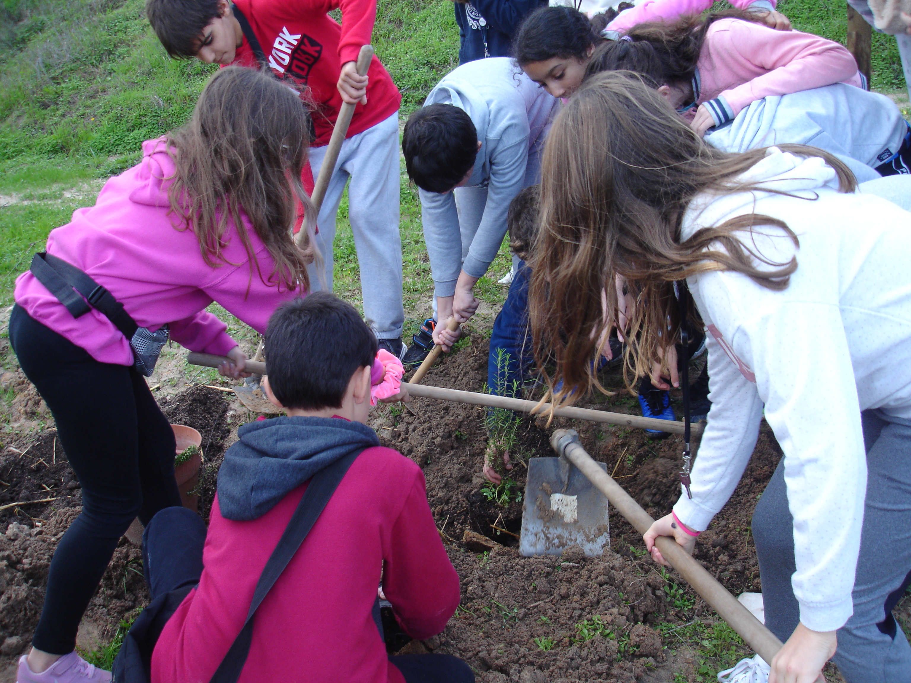 Sebe de plantas aromáticas autóctones na vedação da horta pedagógica
Plantar plantas aromáticas foi uma atividade de que os alunos gostaram especialmente. As plantas foram cedidas por uma senhora da nossa comunidade local.