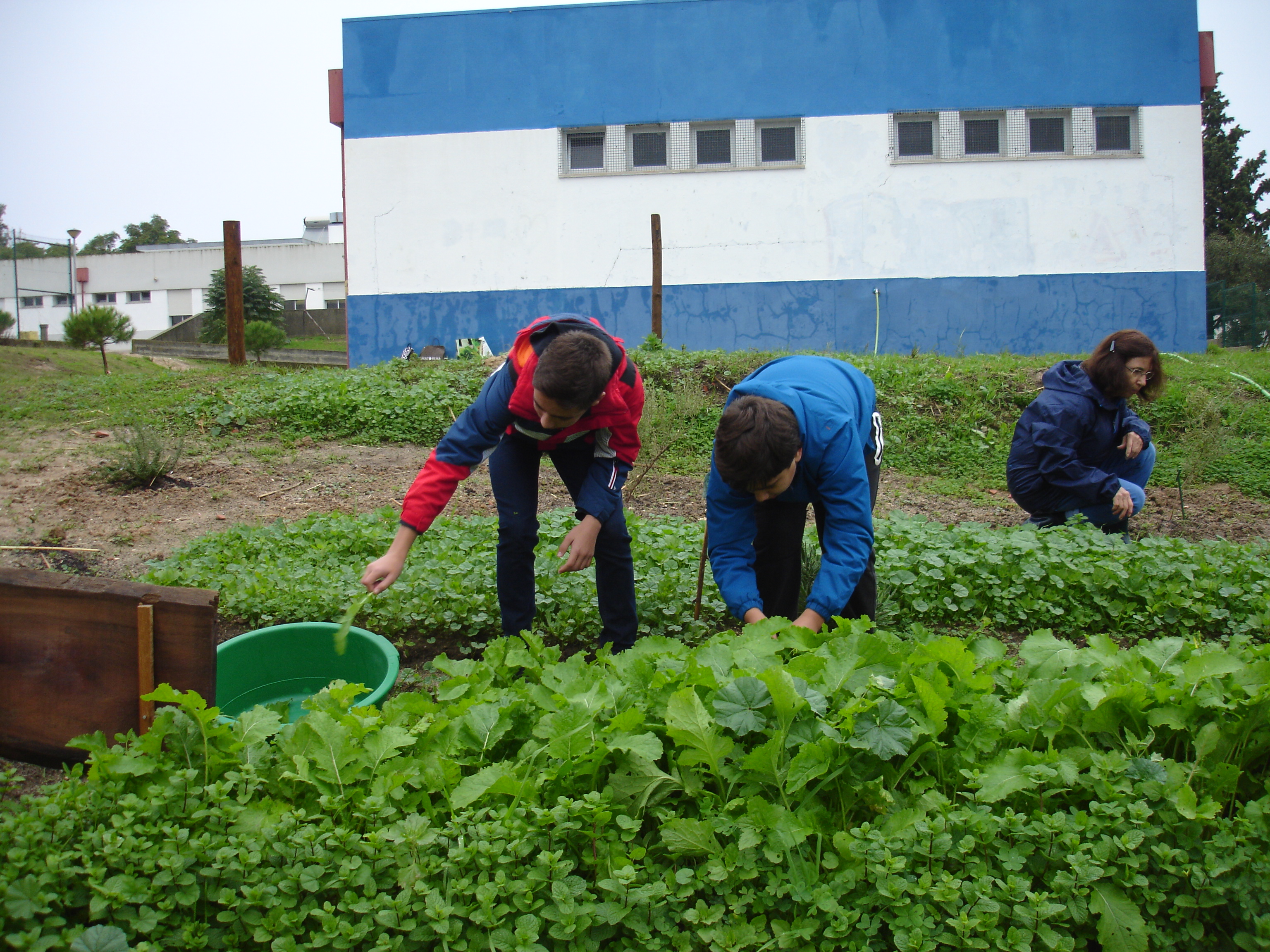 Vegetais da horta integram ementas da Escola
Procuramos que os legumes cultivados na nossa horta pedagógica, biológica, integrem refeições da Escola.