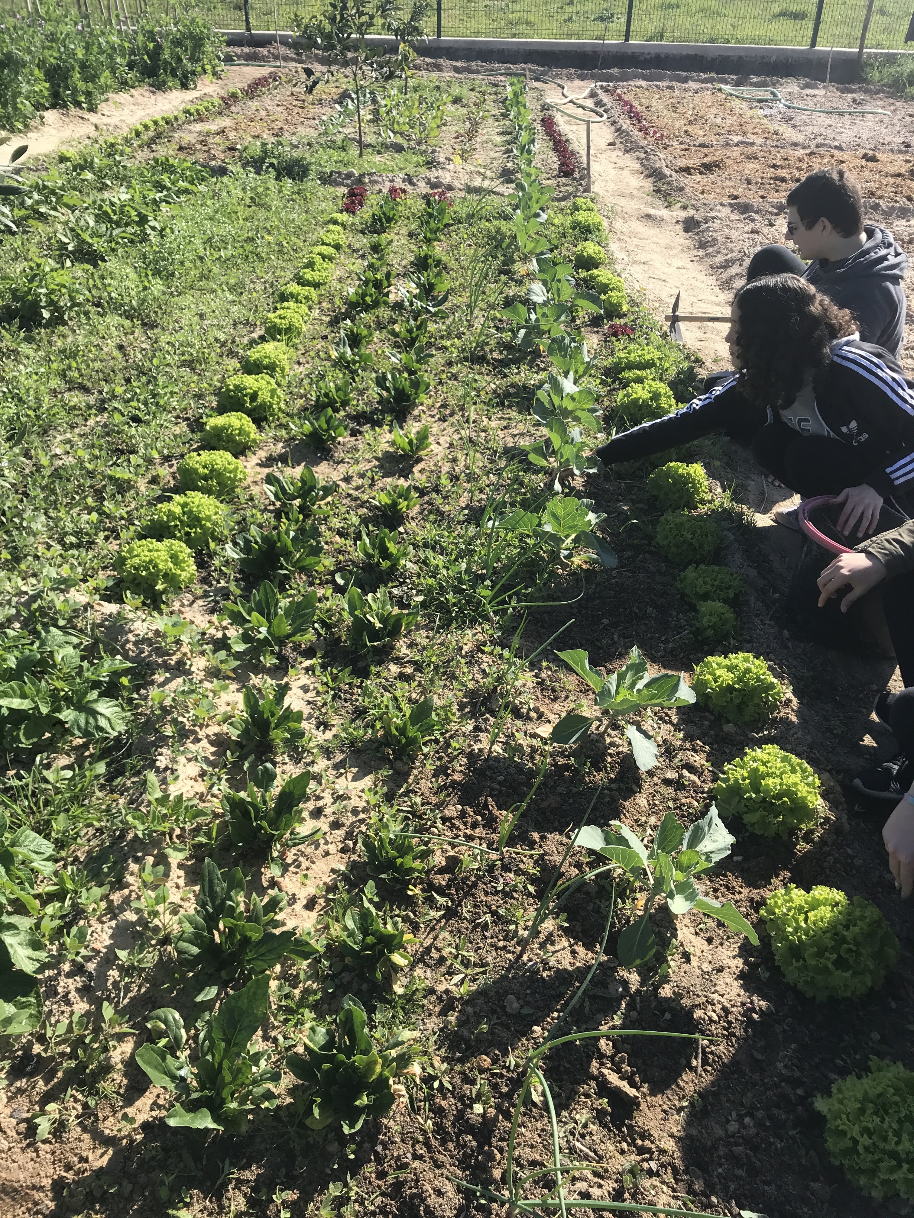 Grupo de alunos responsável por um canteiro a cuidar do mesmo.
As plantas foram escolhidas de acordo com critérios de vizinhança favorável.