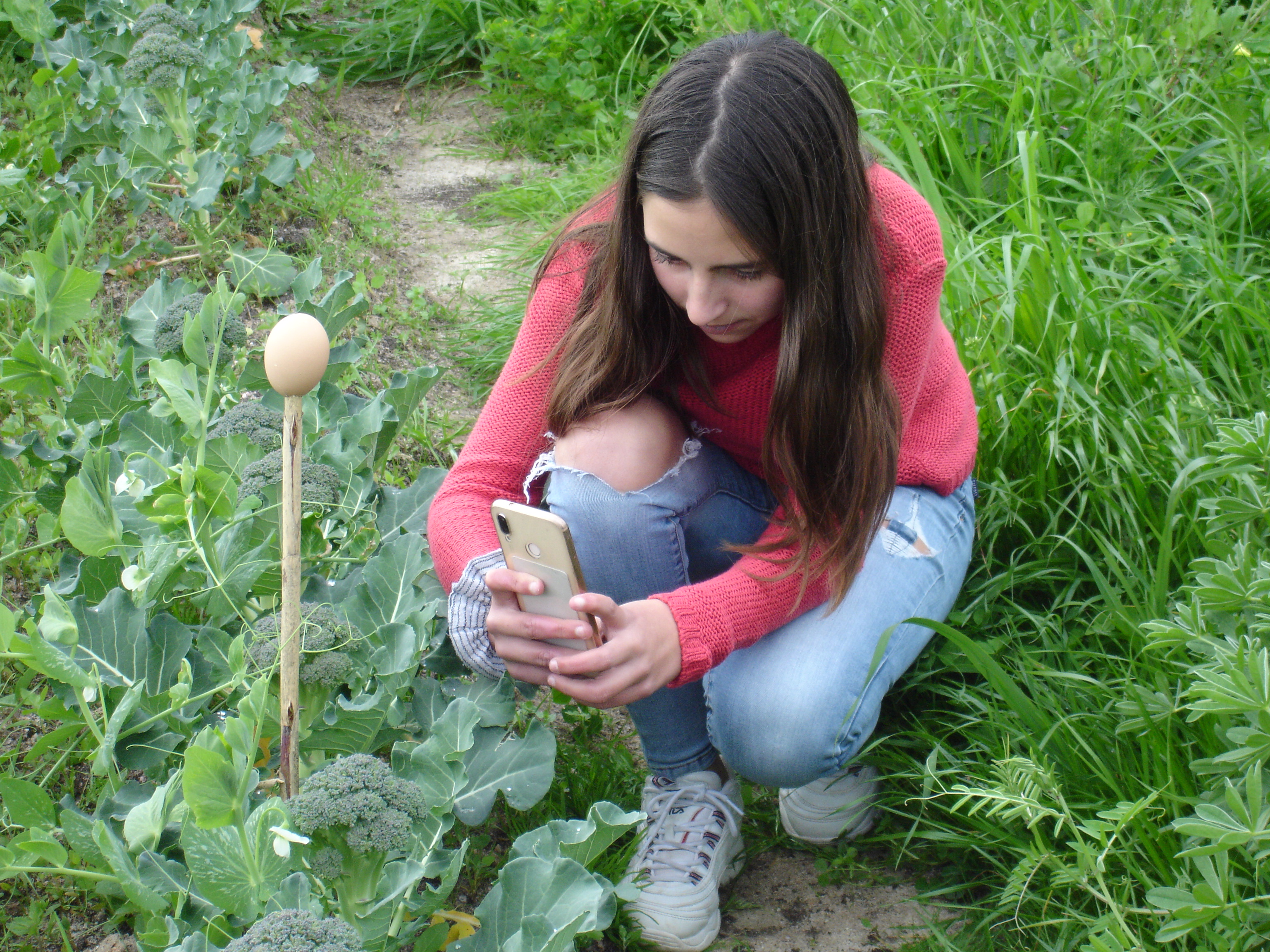 As turmas de 8º ano utilizaram a horta pedagógica como recurso educativo; realizaram vídeos e tiraram fotografias que integraram projetos /atividades das disciplinas de Geografia, Português, Física e Química , Ciências Naturais.