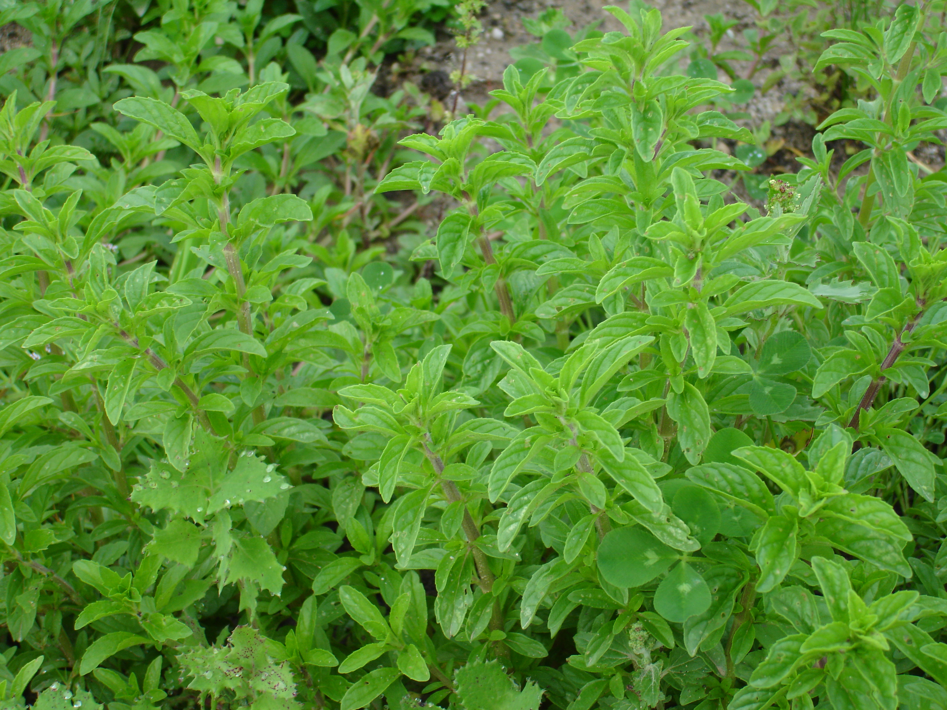 A nossa horta pedagógica continua repleta de plantas aromáticas como, entre outras,  os nossos poejos...