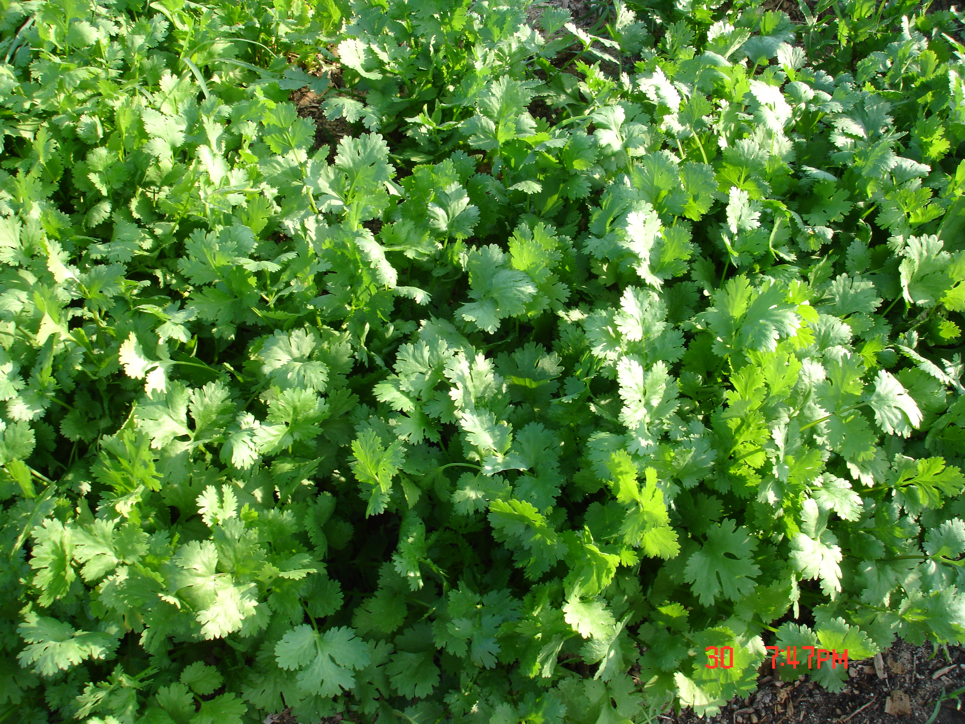 Os maravilhosamente aromáticos coentros.