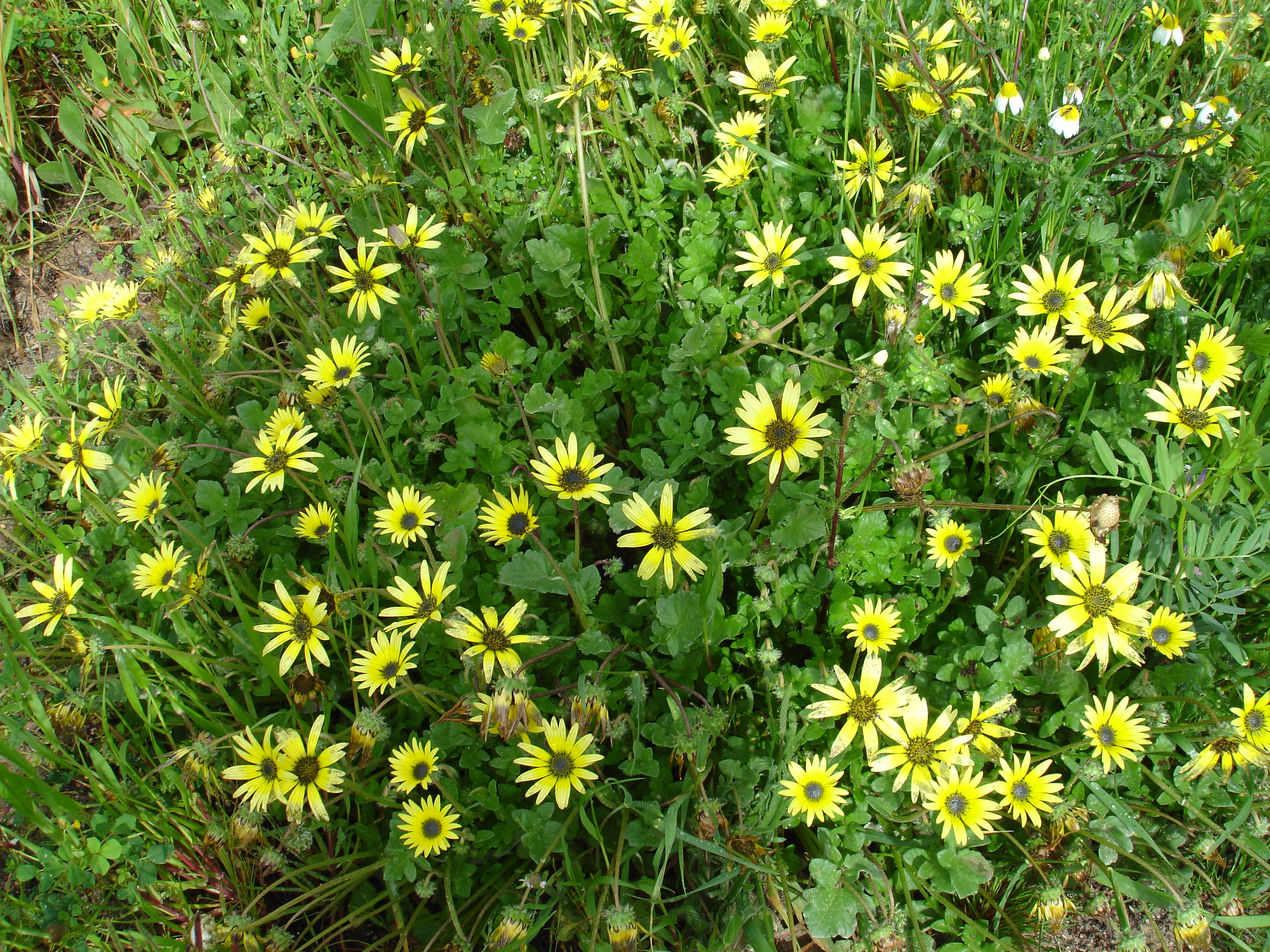 Na nossa horta pedagógica há inúmeras flores incluindo as de plantas espontâneas, belas e úteis para os incansáveis insetos polinizadores.