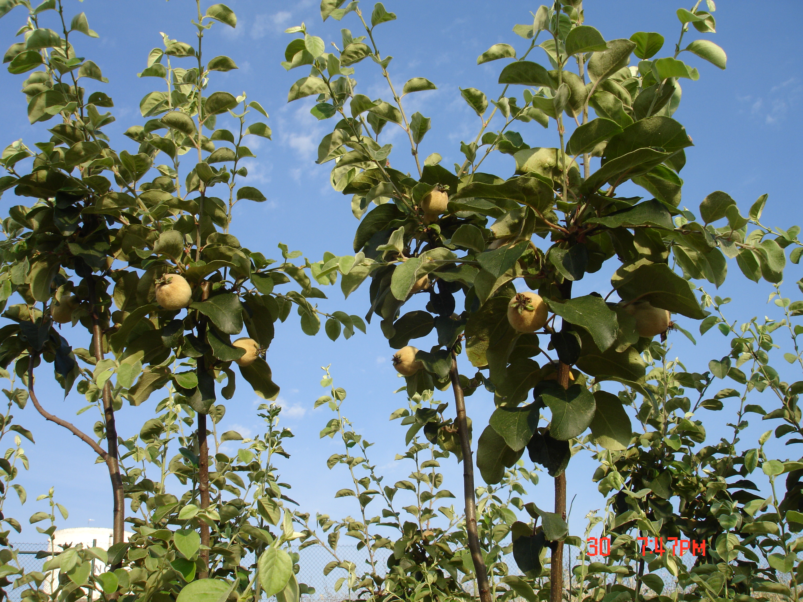 A horta pedagógica possui mais de uma dúzia de árvores de fruto.
Nesta altura do ano os marmeleiros estão lindos com algumas flores e os seus ainda pequenos frutos em desenvolvimento.