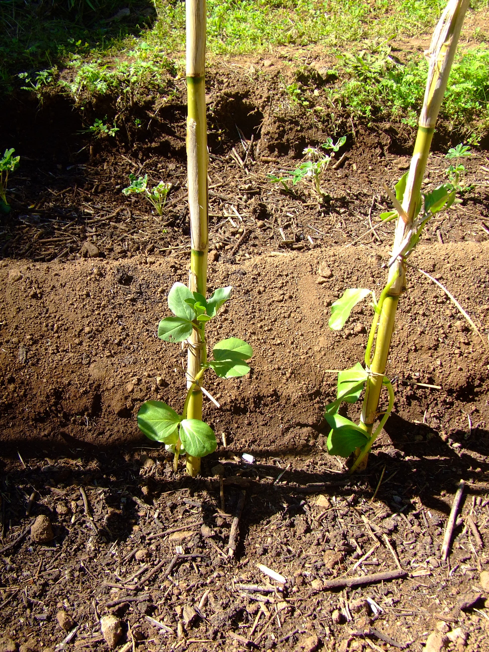 Cevada, Feijão, Tremoço, Fava.