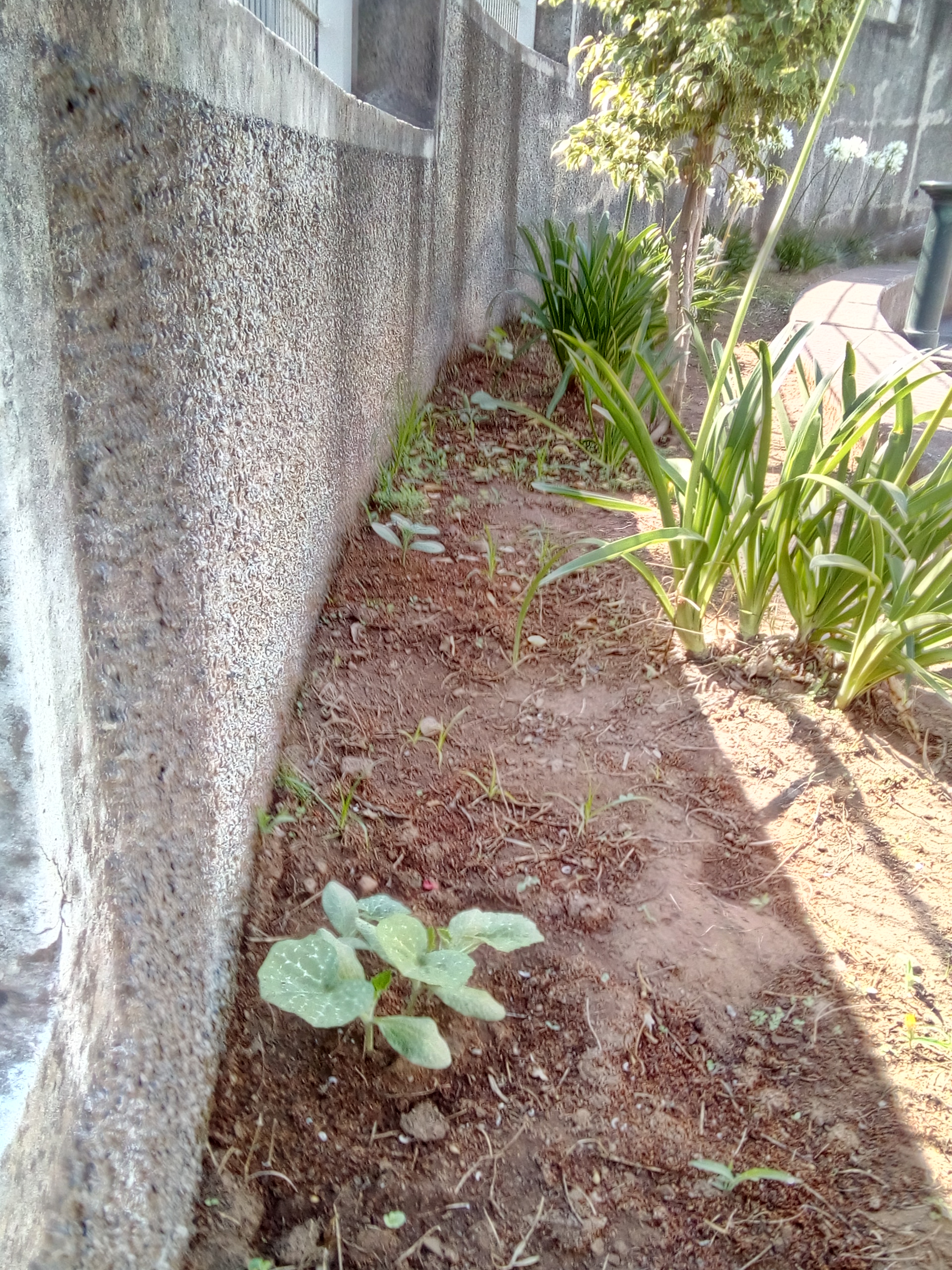 Abóbora.