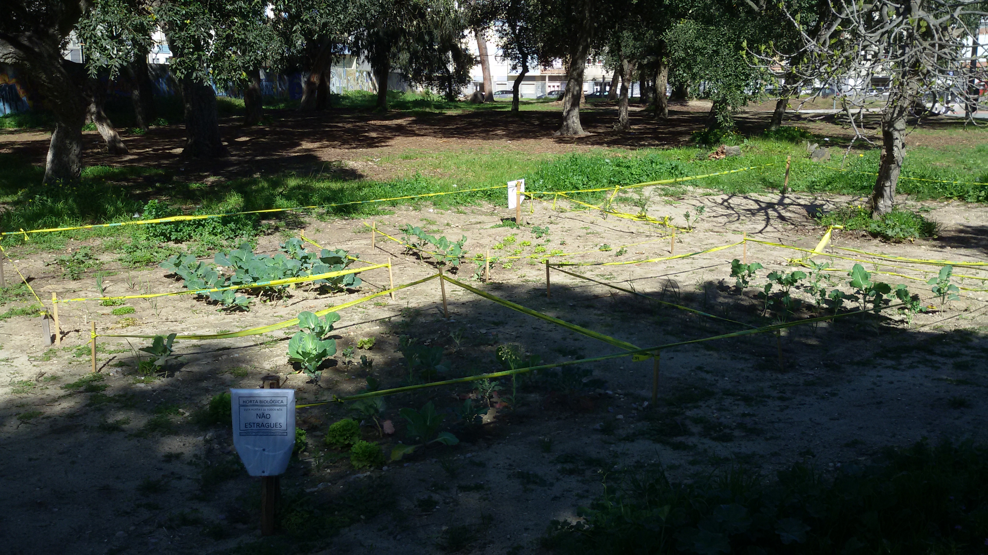 Horta em março-contagem de pés de plantas_couves_ alfaces_cebolo...