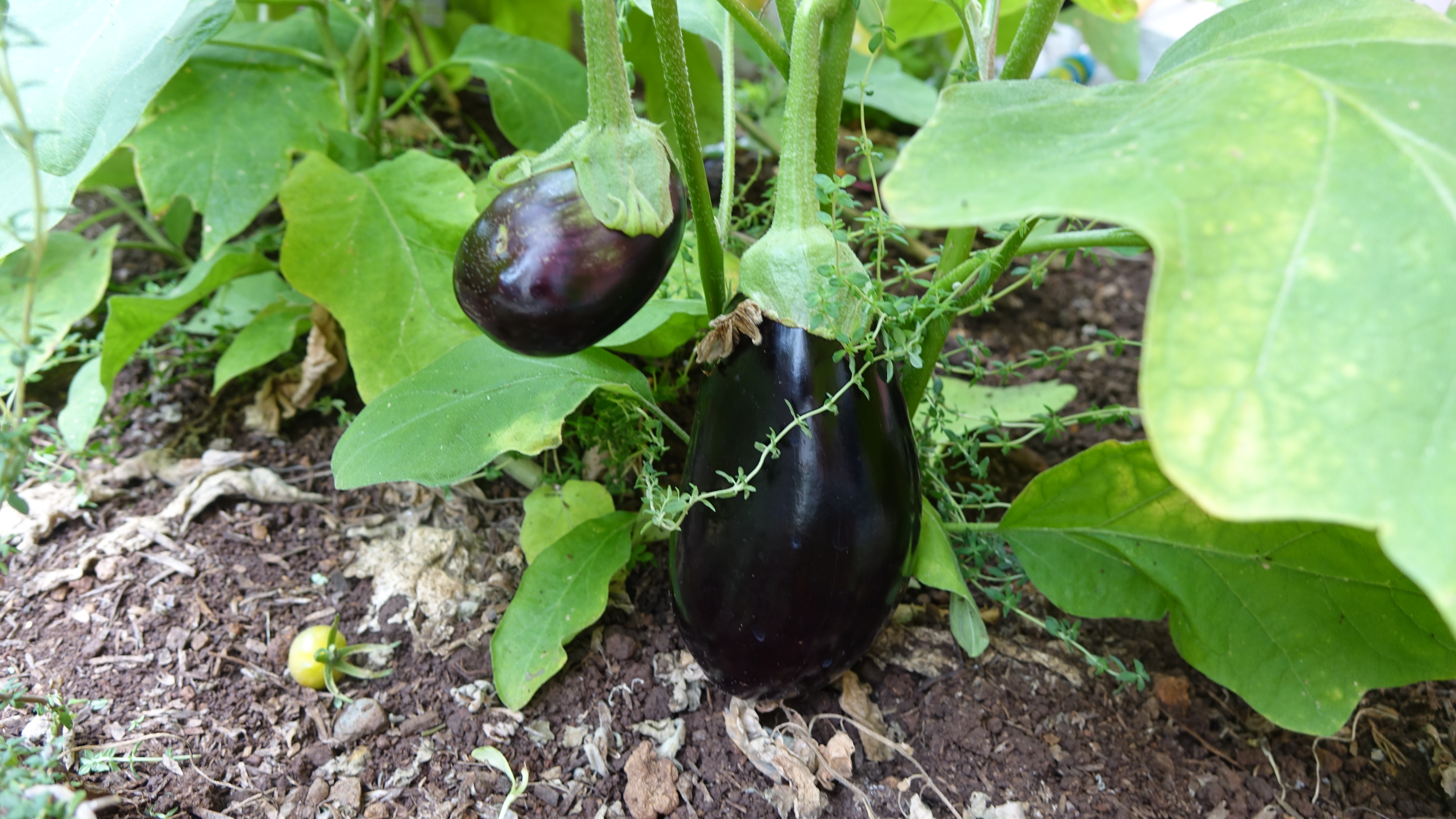 Pormenor de uma planta de beringela em plena produção.