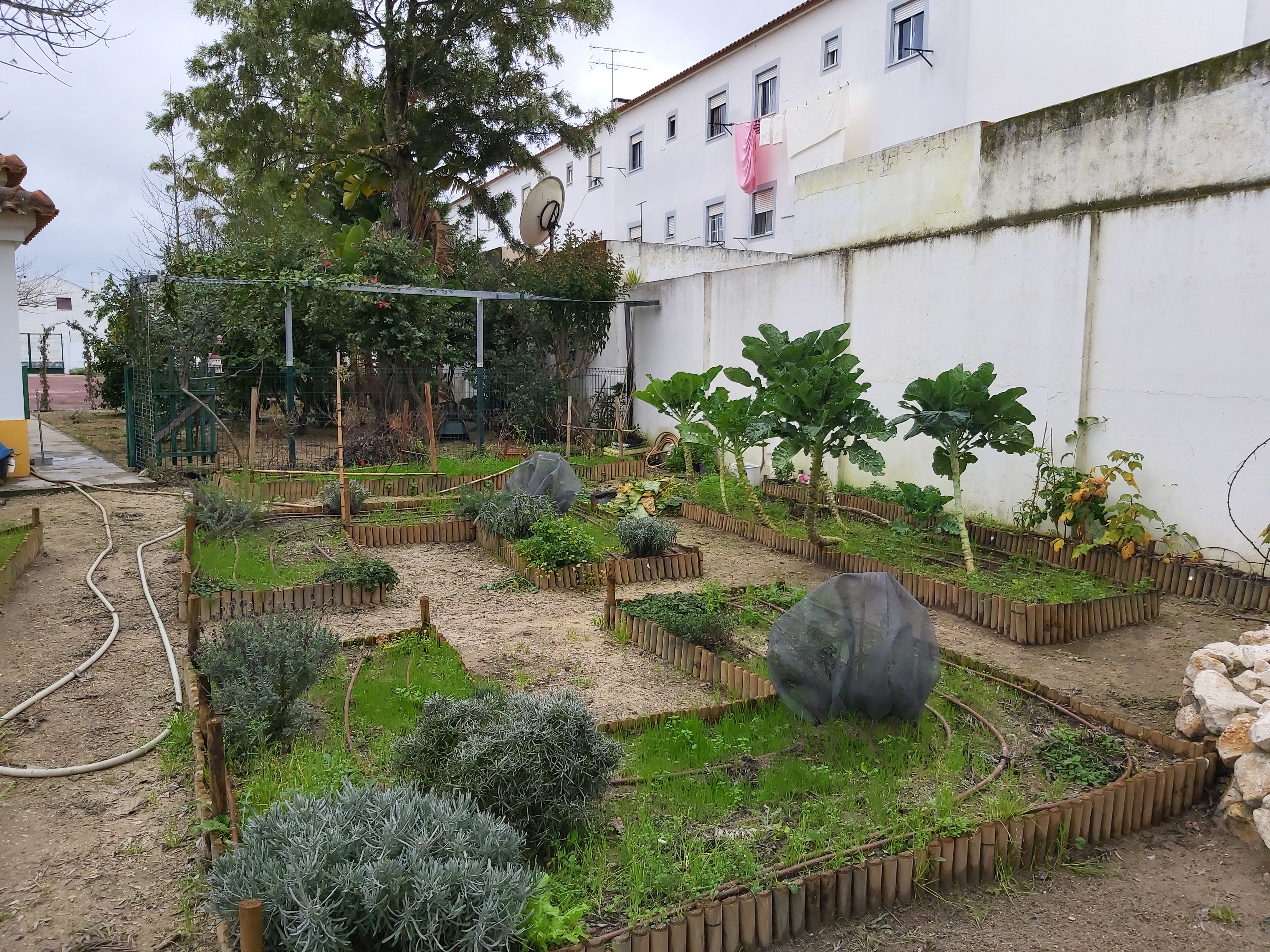 Cuidar da horta antes das sementeiras-