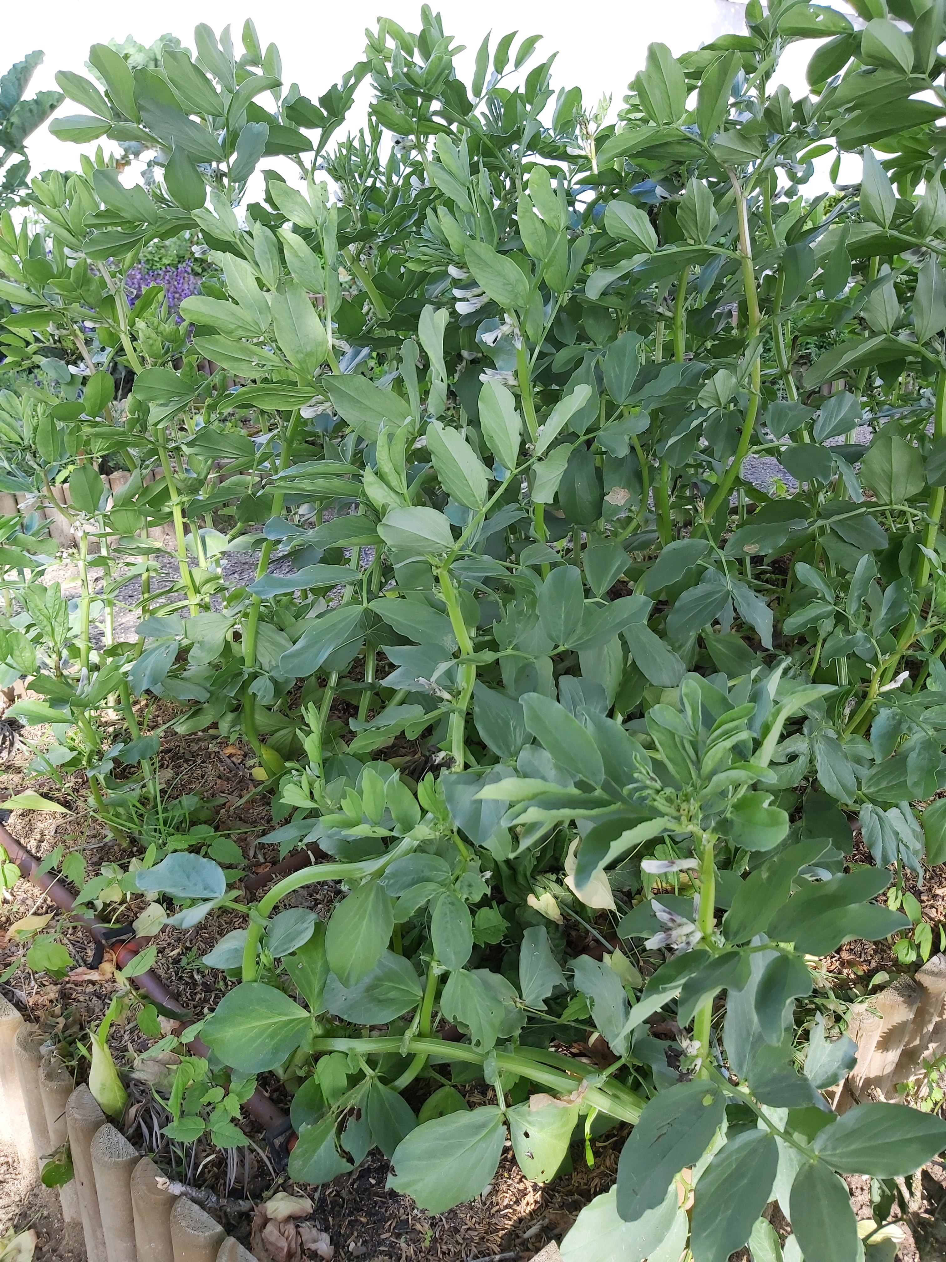 O canteiro das favas.