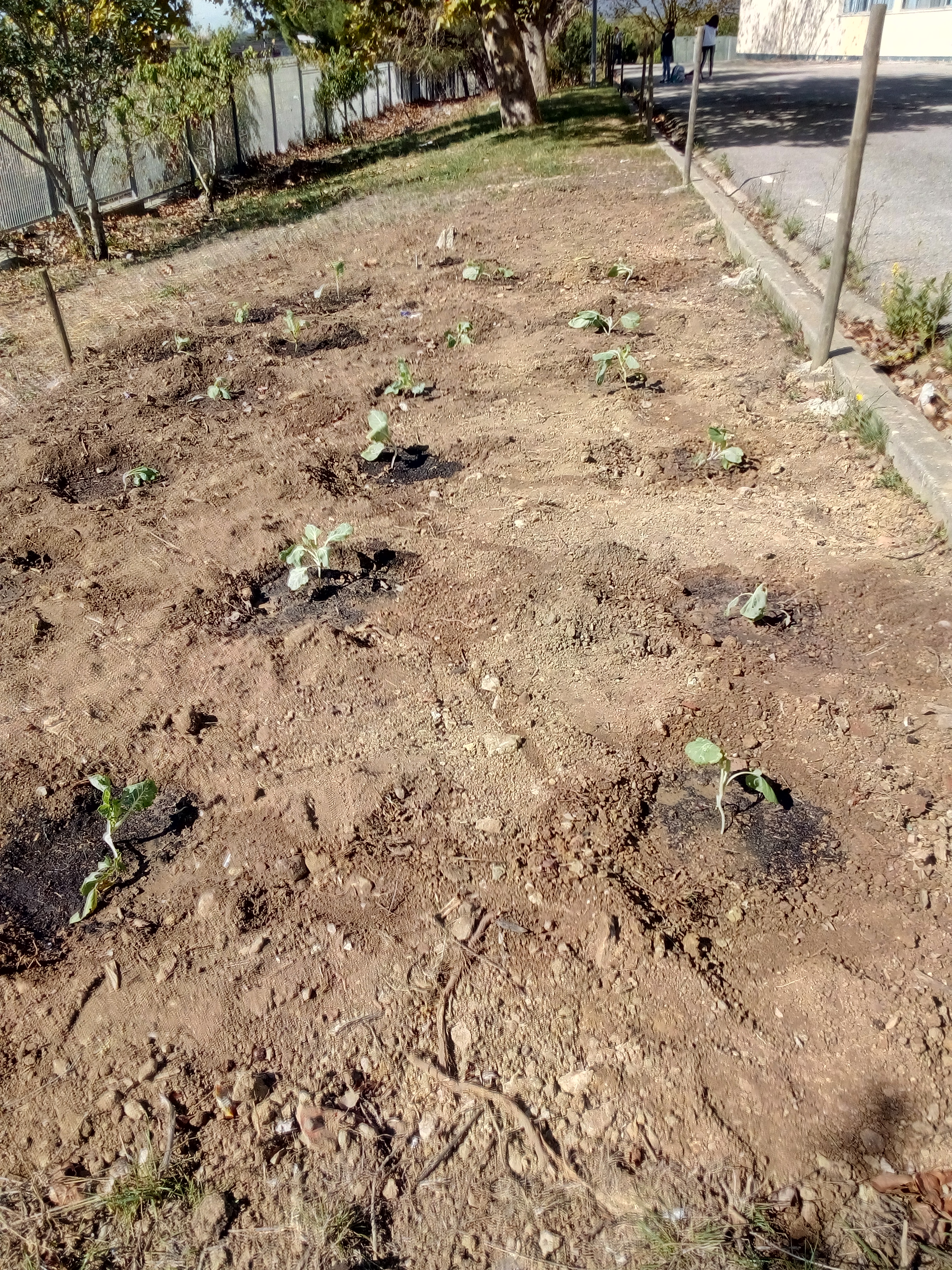 Os pezinhos já plantados