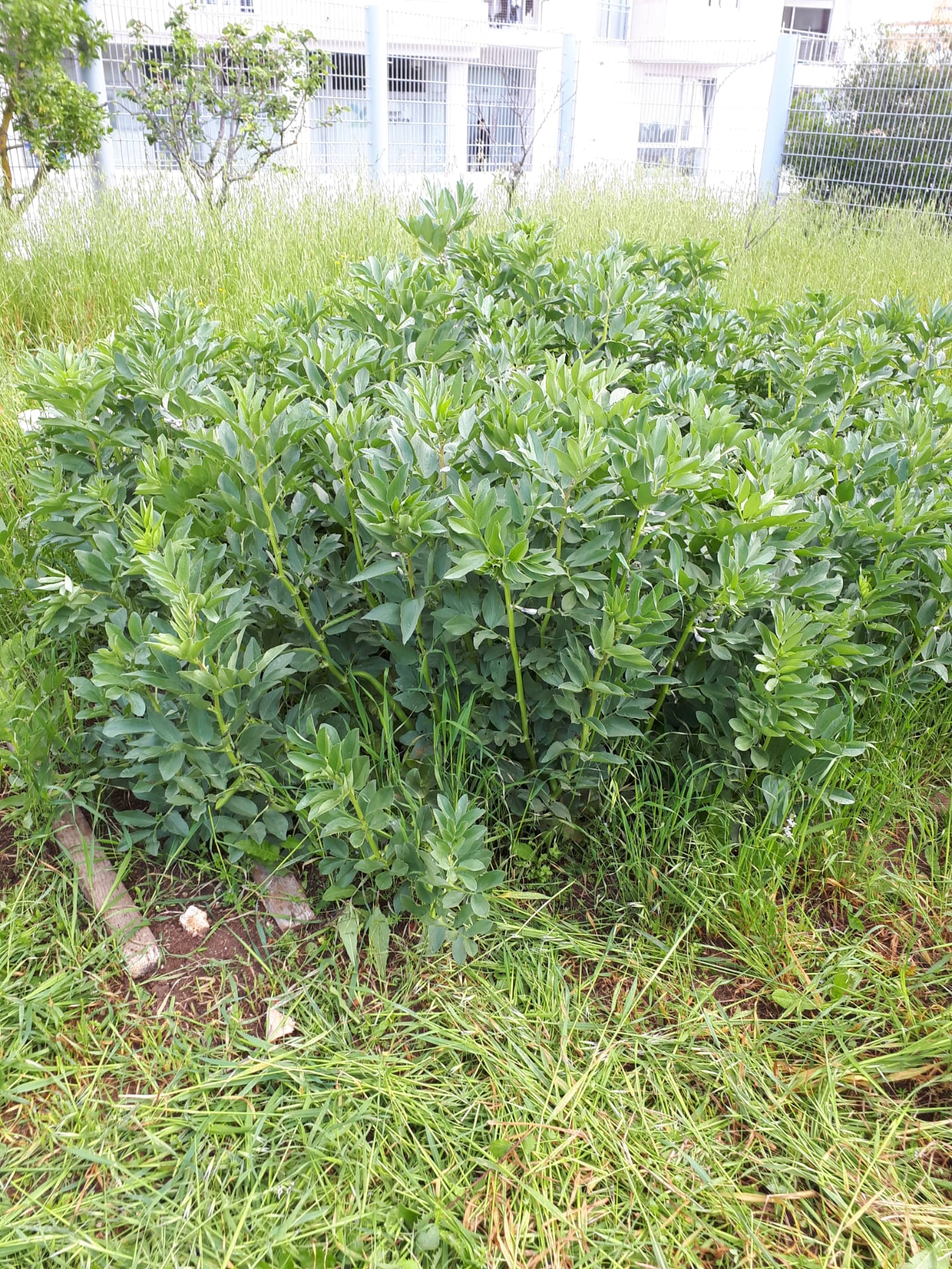 O canteiro das favas foi semeado com muita proximidade entre as sementes, o que não permitiu que se aproveitasse toda a luminosidade dos dias curtos de inverno, mas mesmo assim as nossas favas cresceram bastante.