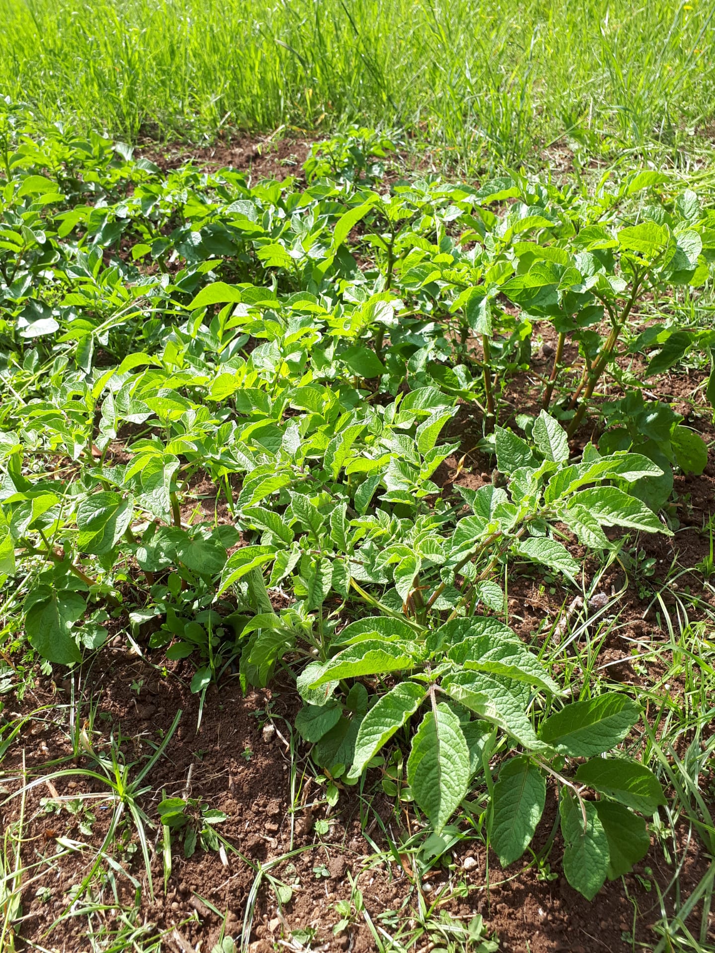 As batatas estão a começar a dar um ar da sua graça.