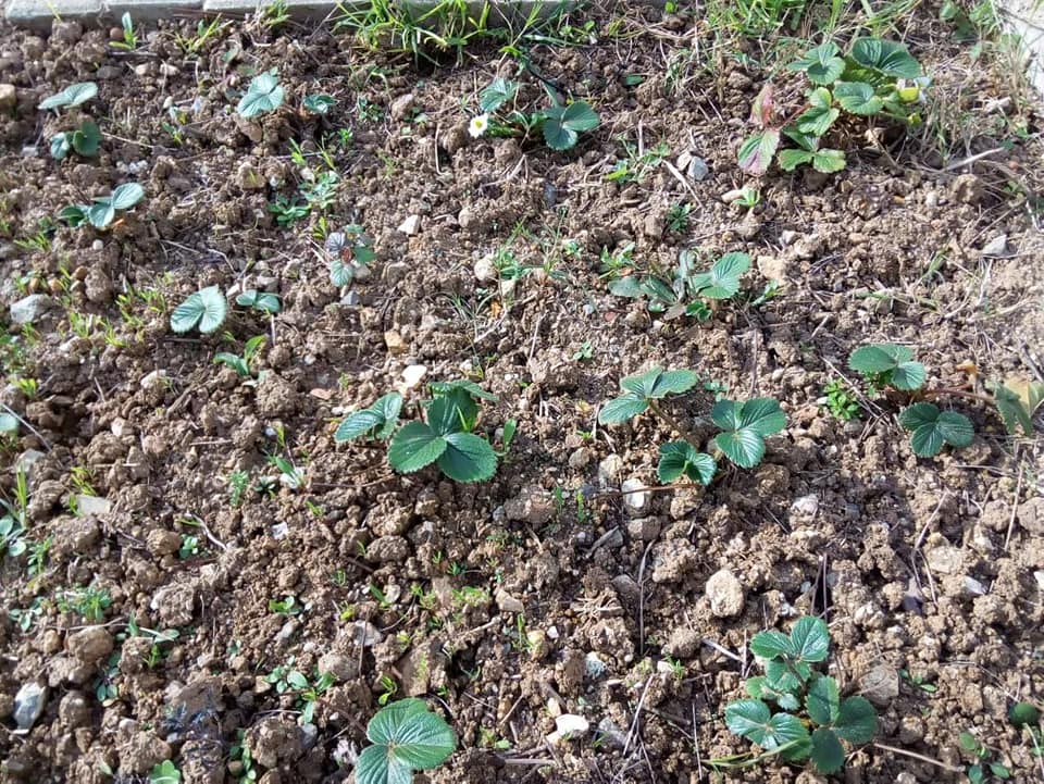 Plantação de morangos.