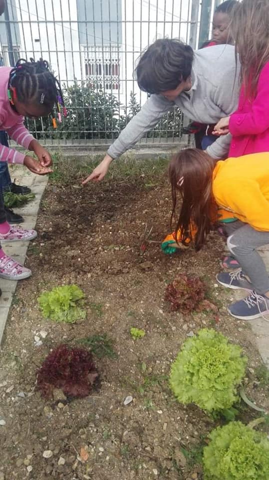 Plantação de alfaces.
