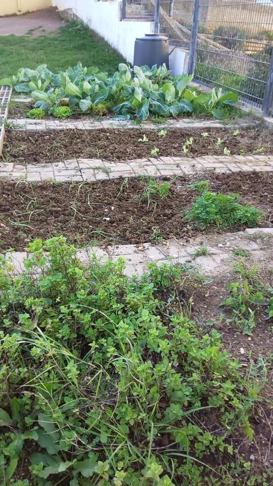Plantação de couve-portuguesa.