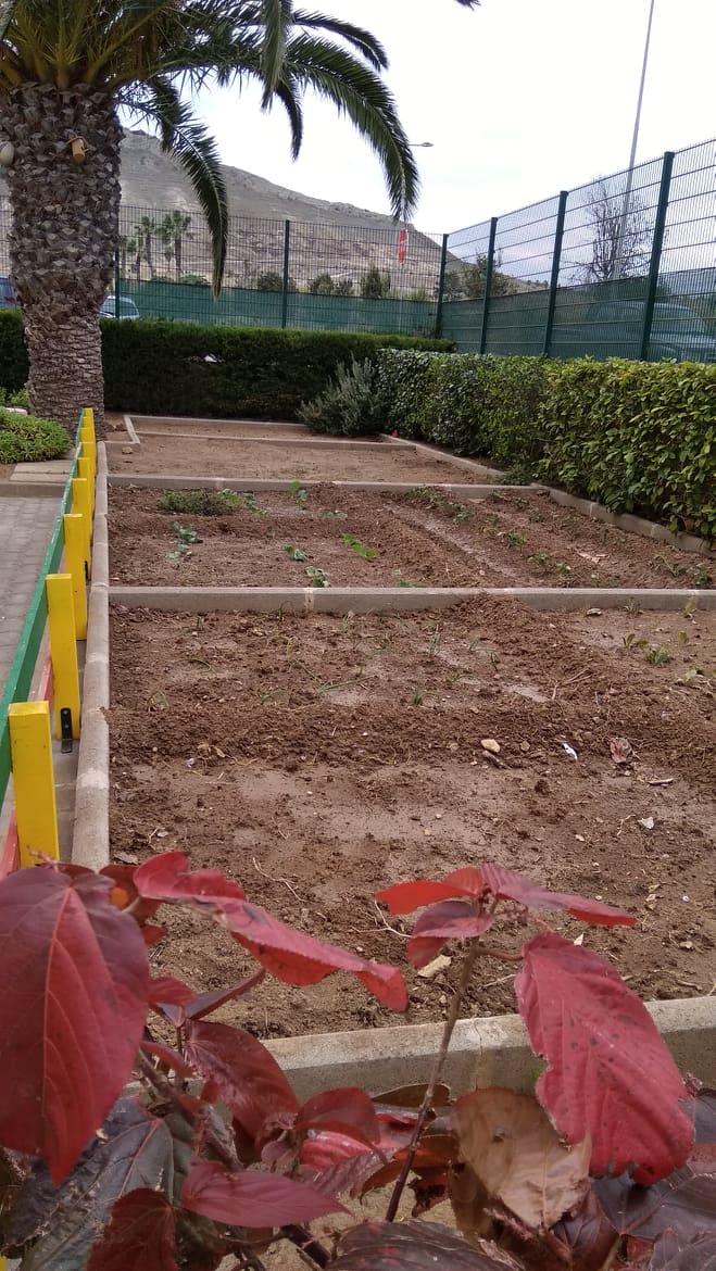 Horta com os produtos hortícolas (batata doce, couve, cebolinho)