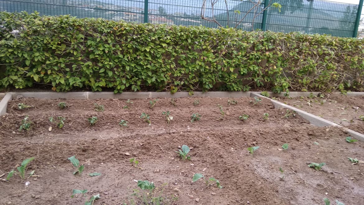 Horta com as plantações