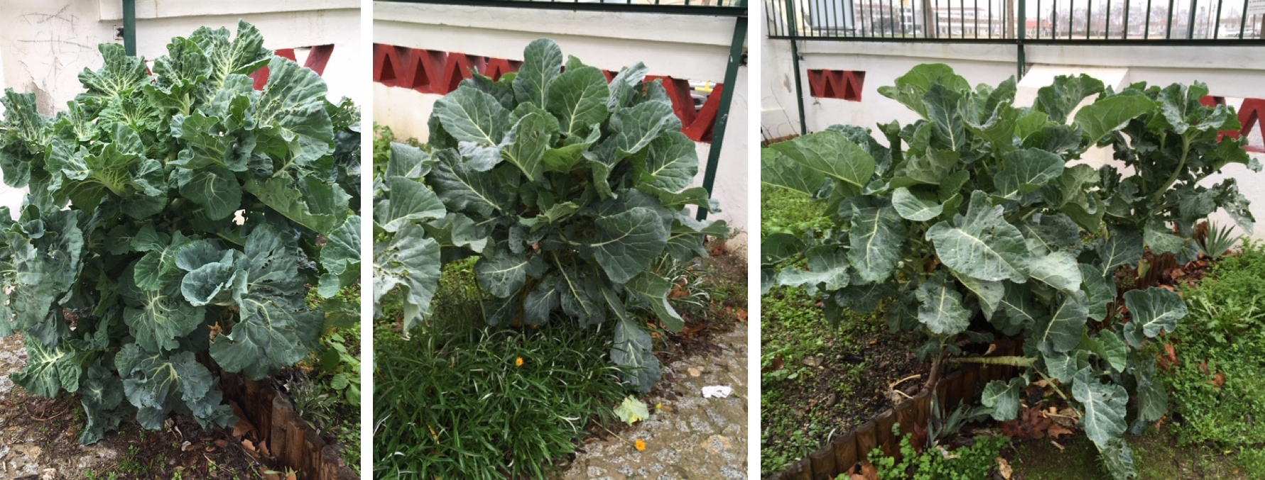 Dezembro de 2019 – Couves que foram plantadas no ano letivo anterior.