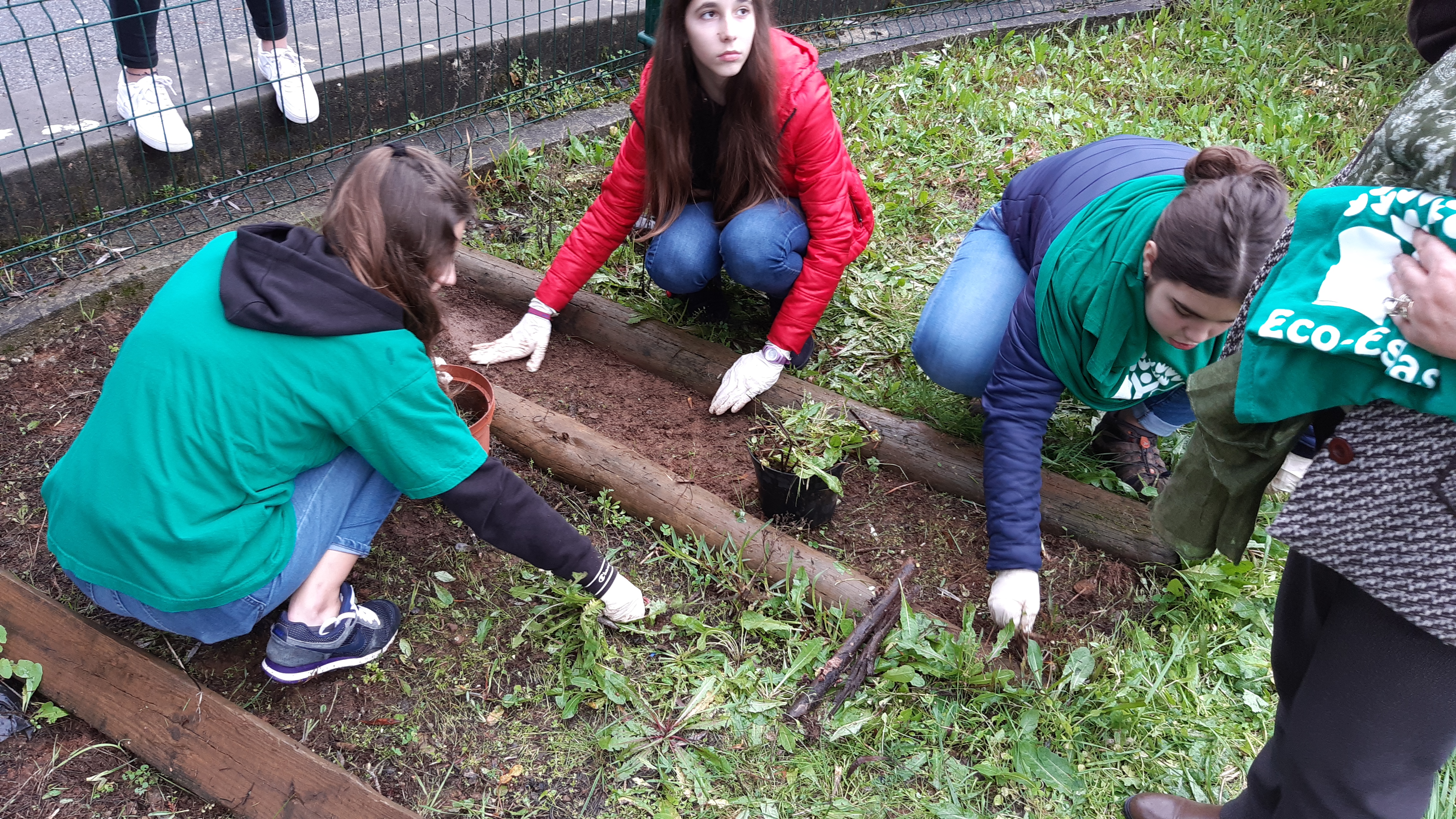 Preparação do terreno para as plantas aromáticas.