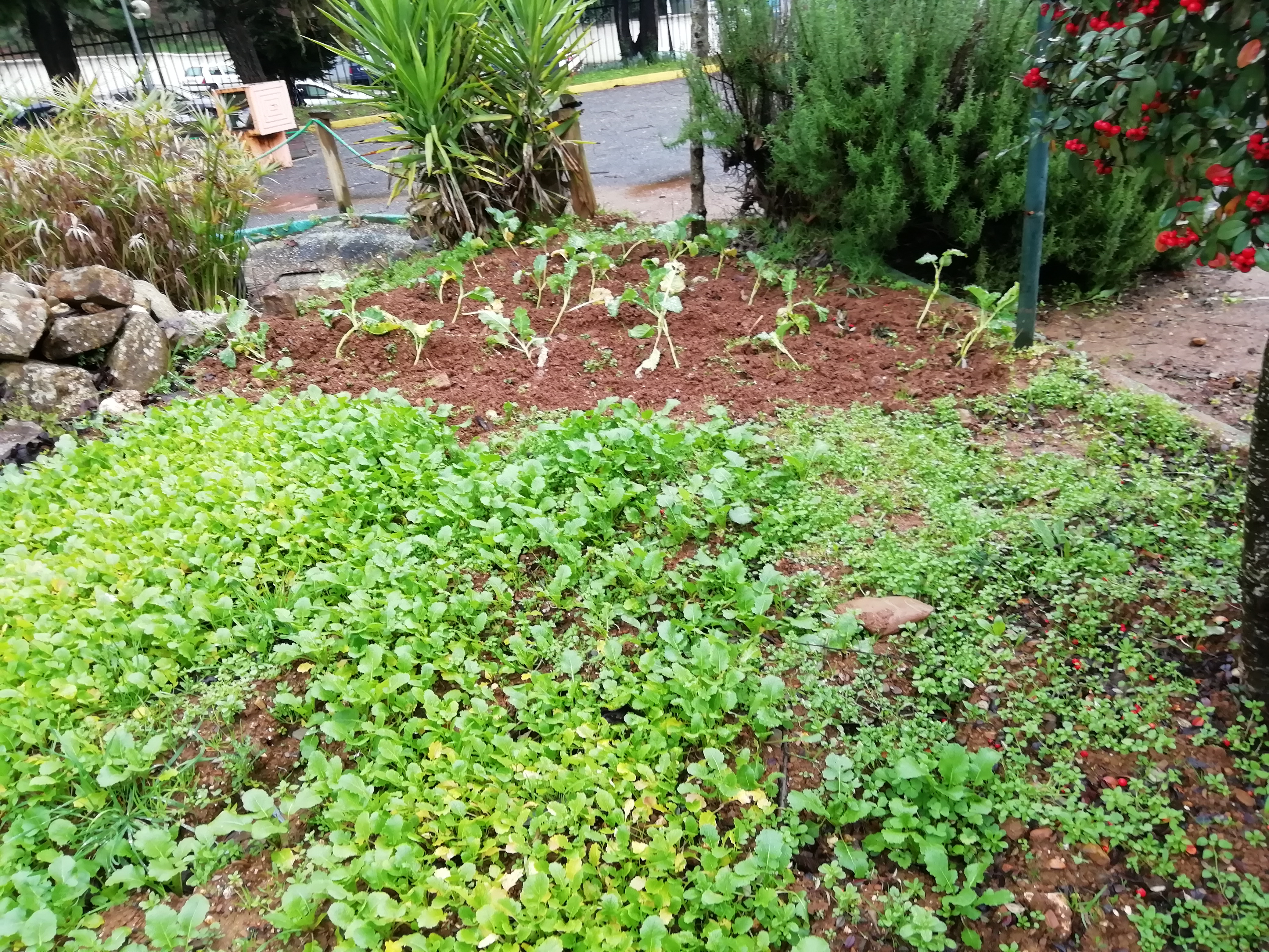 Germinação das sementes