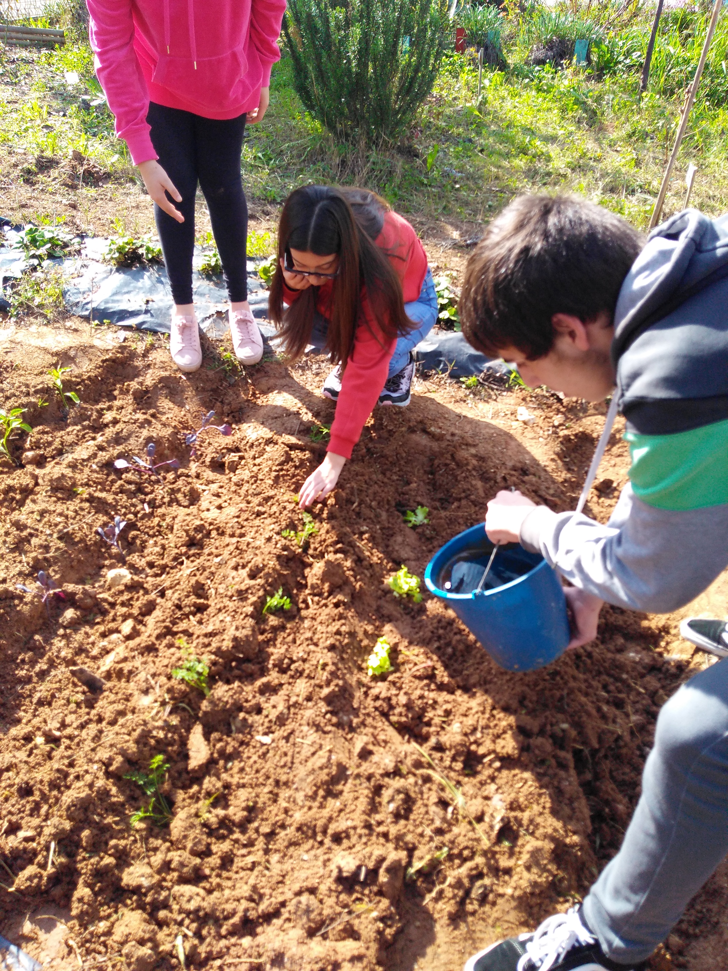 Rega das plantas juvenis.