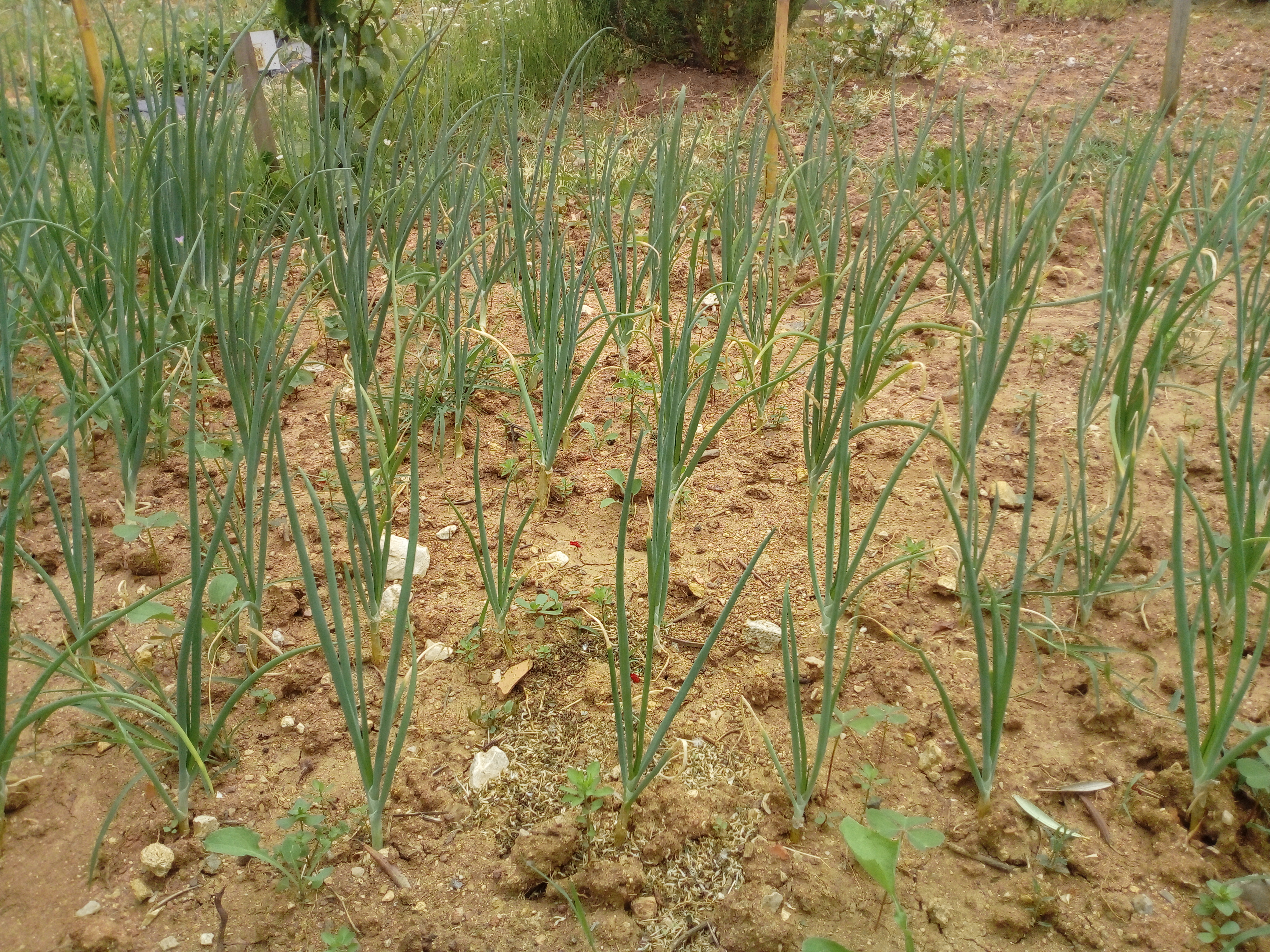 Cebolas da horta.