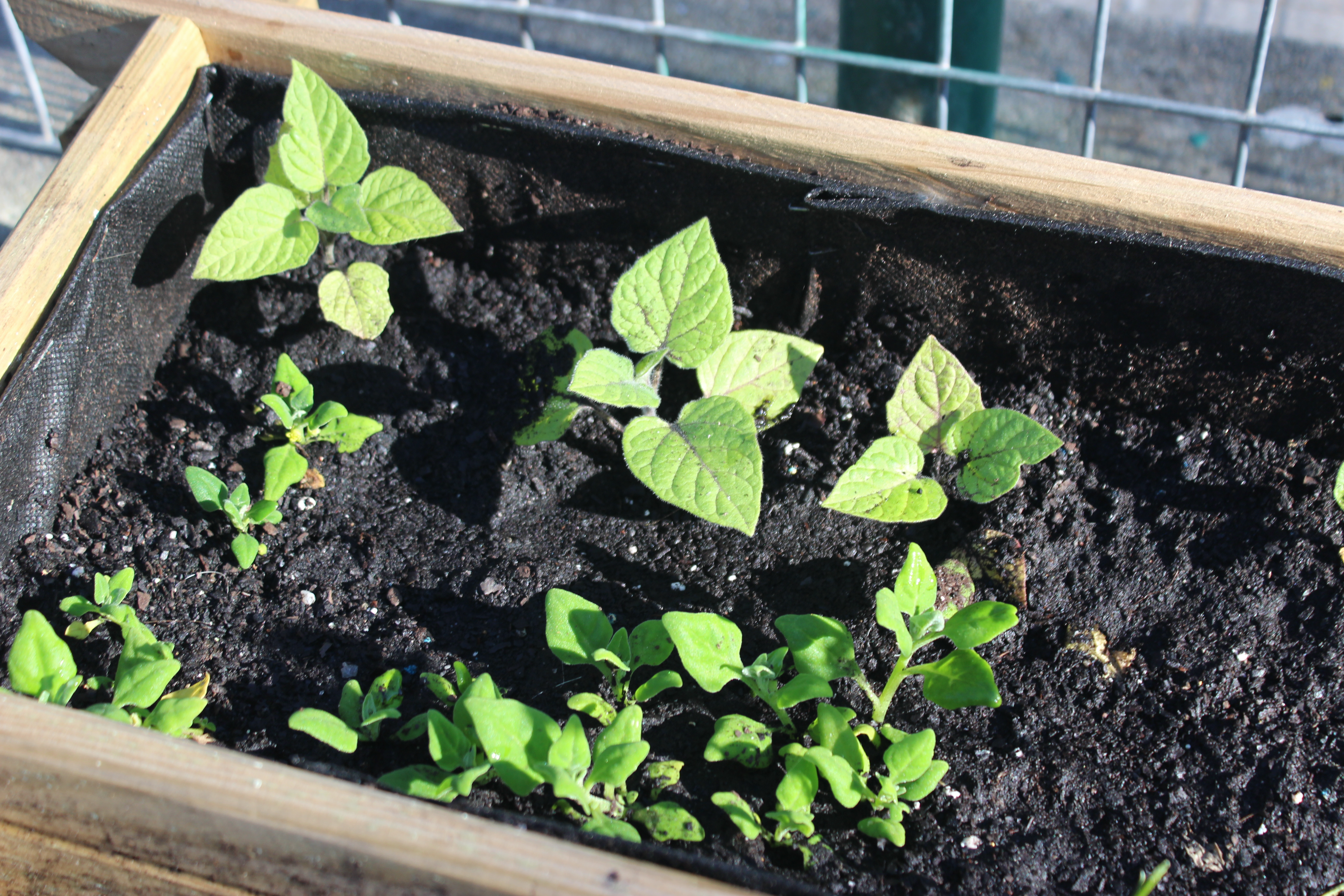 Plantinhas de fisális e espinafres no alfobre.