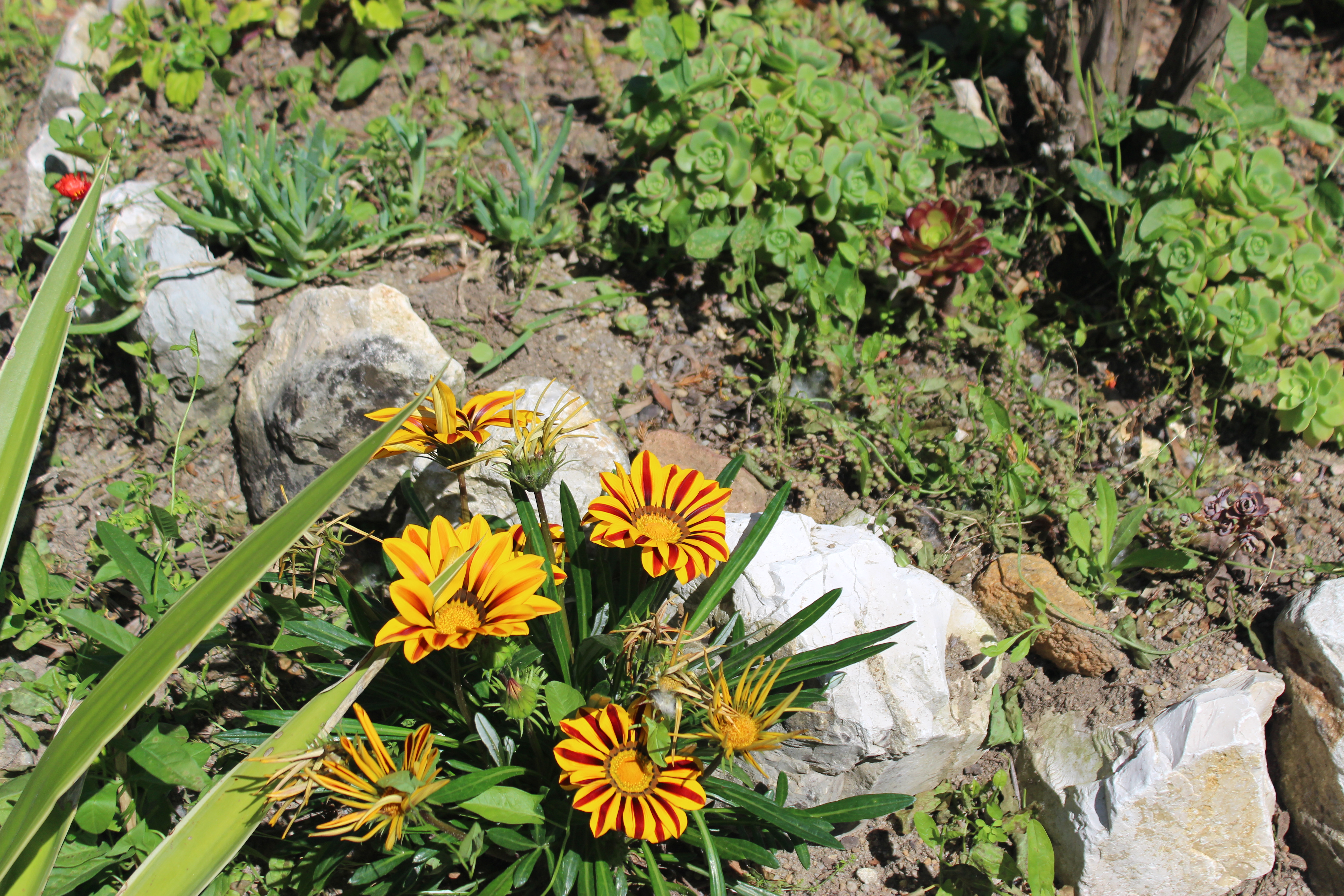 Gazanias em flor.