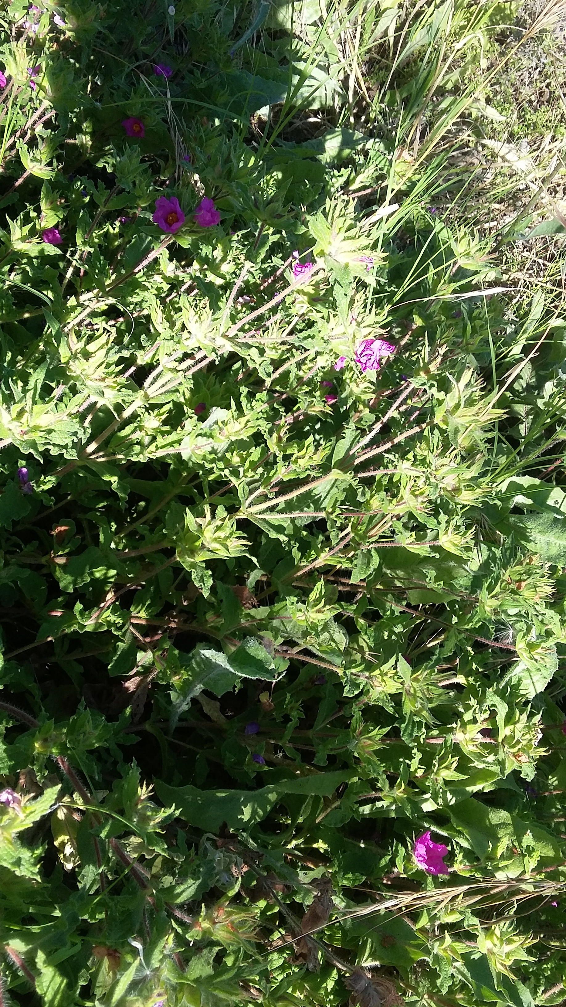 Manutenção de plantas classificadas. Cistuscrispus